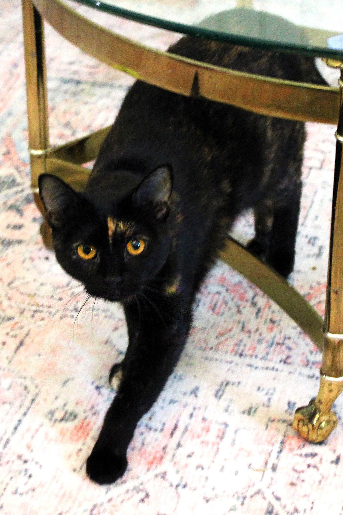 Mindi, a Adoptable mixed breed in Buford, GA image 2/3