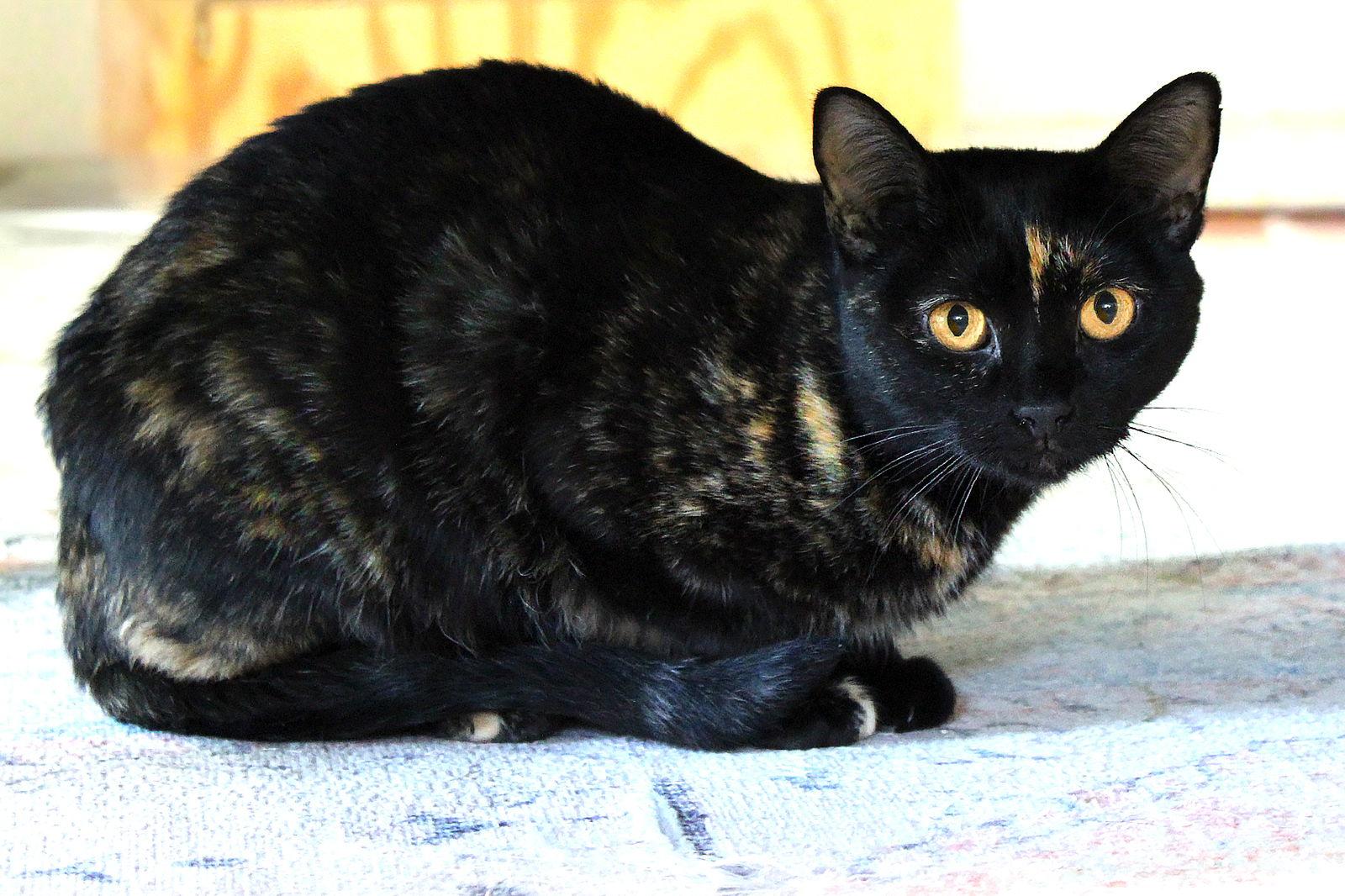 Mindi, a Adoptable mixed breed in Buford, GA image 3/3