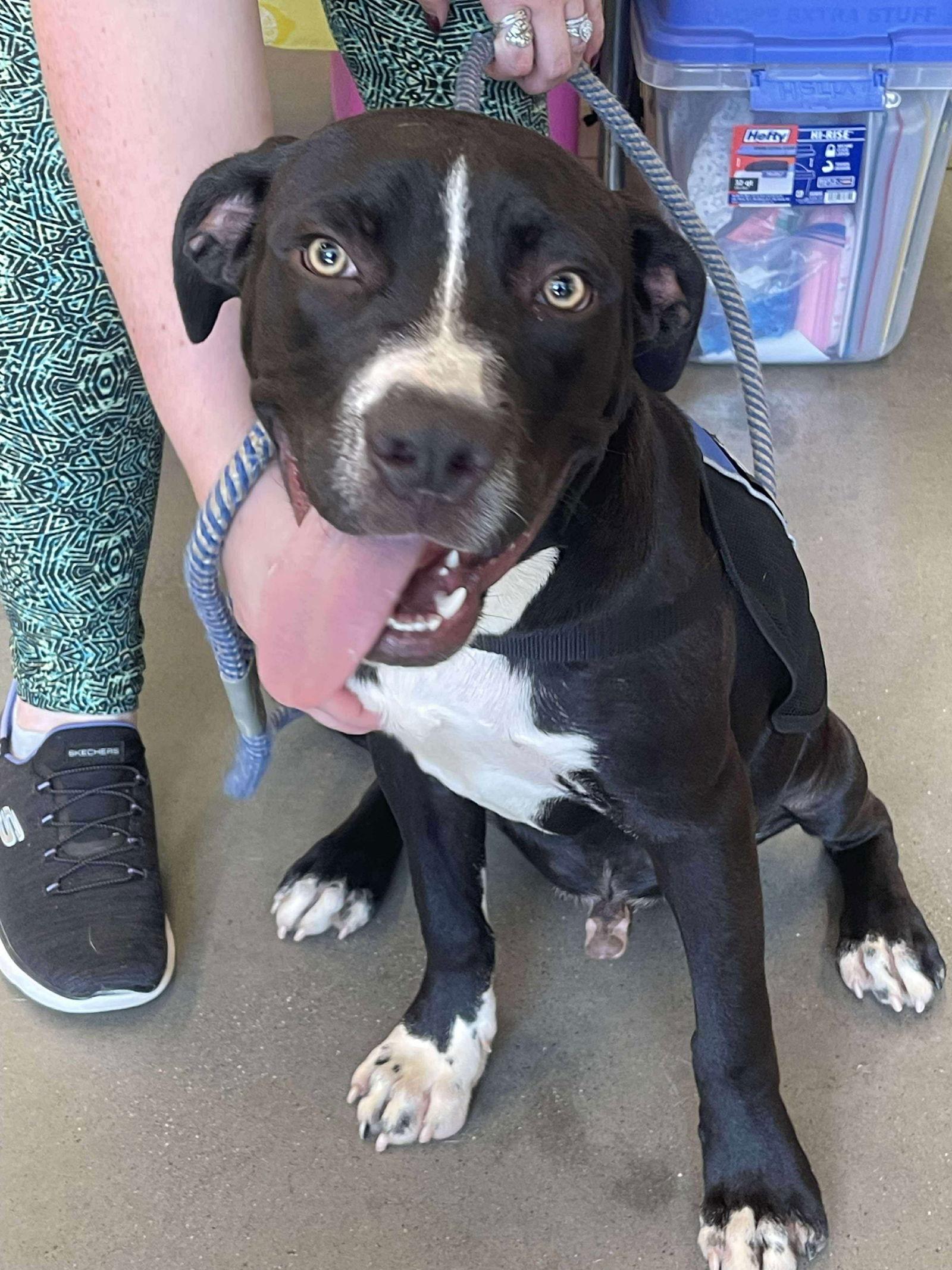 Enlarge Meade: At shelter, a Adopted Pit Bull Terrier in Rustburg, VA image 1/3