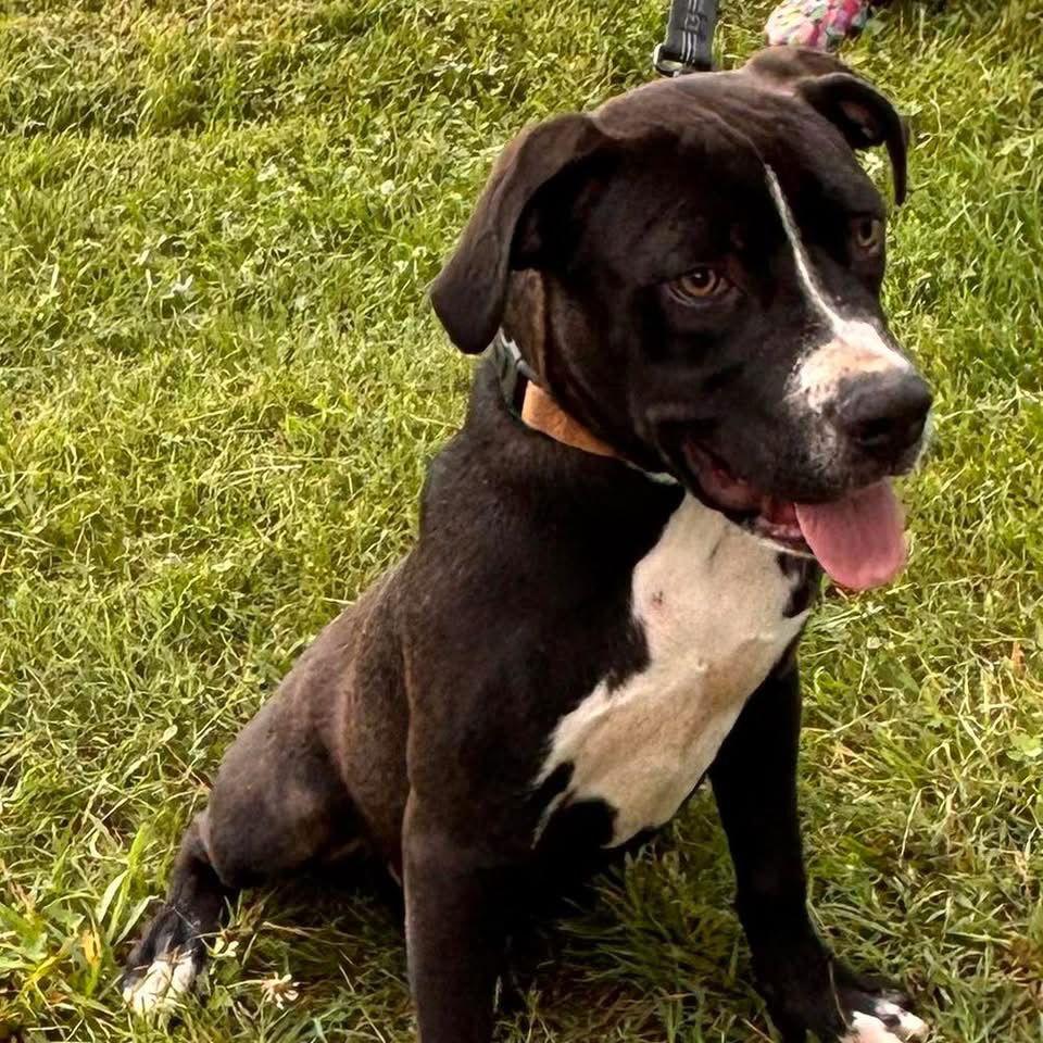 Enlarge Meade: At shelter, a Adopted Pit Bull Terrier in Rustburg, VA image 2/3