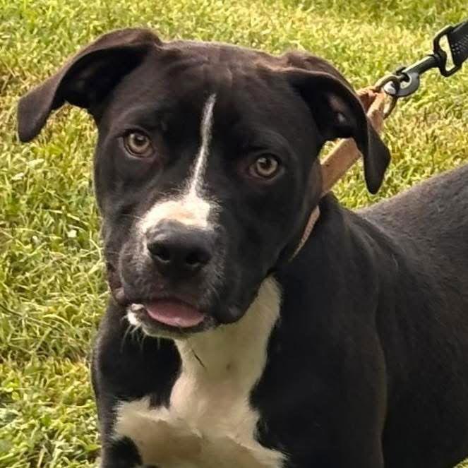 Enlarge Meade: At shelter, a Adopted Pit Bull Terrier in Rustburg, VA image 3/3