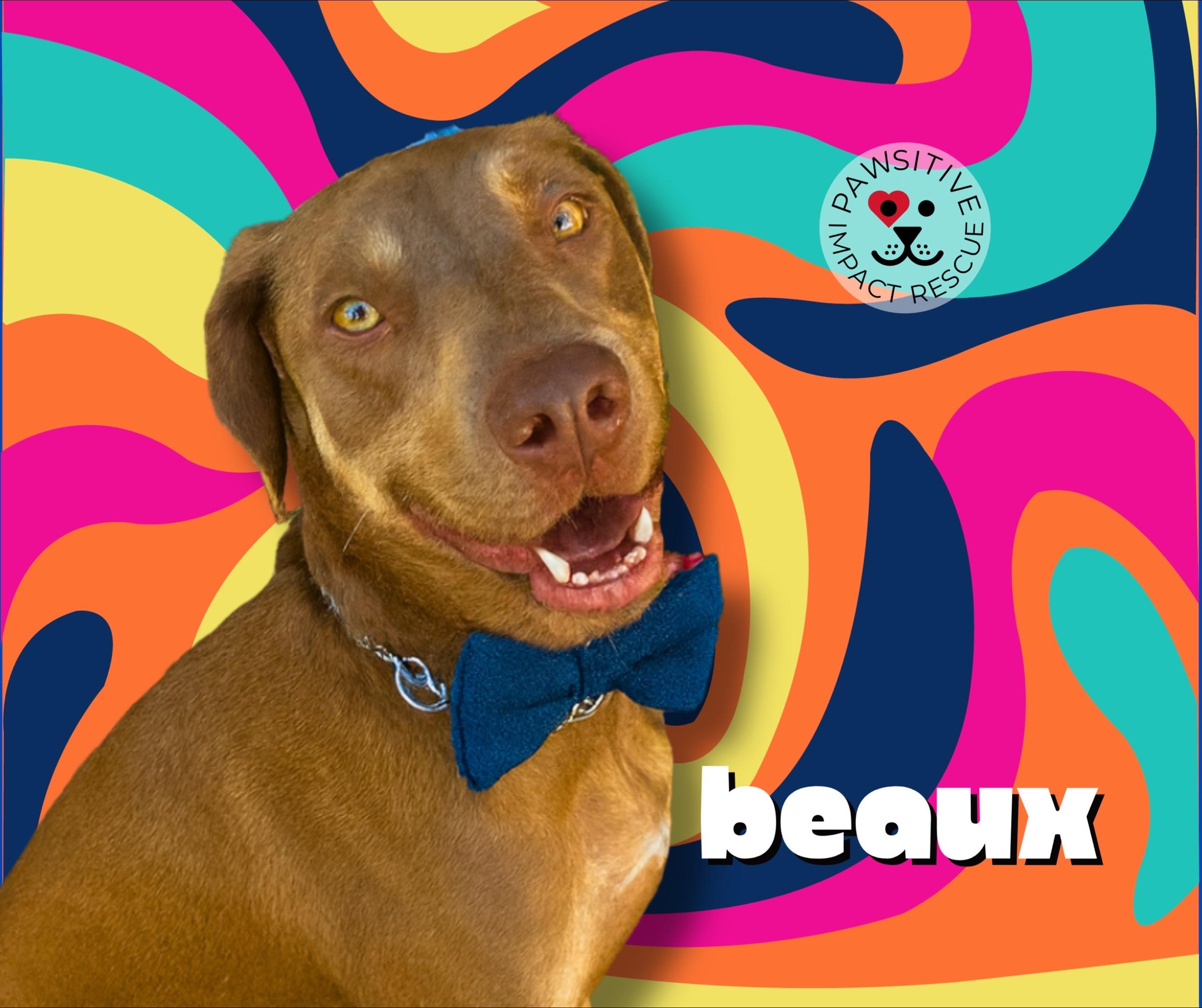 Beaux, Adoptable, Adult Male Doberman Pinscher & German Shorthaired Pointer.