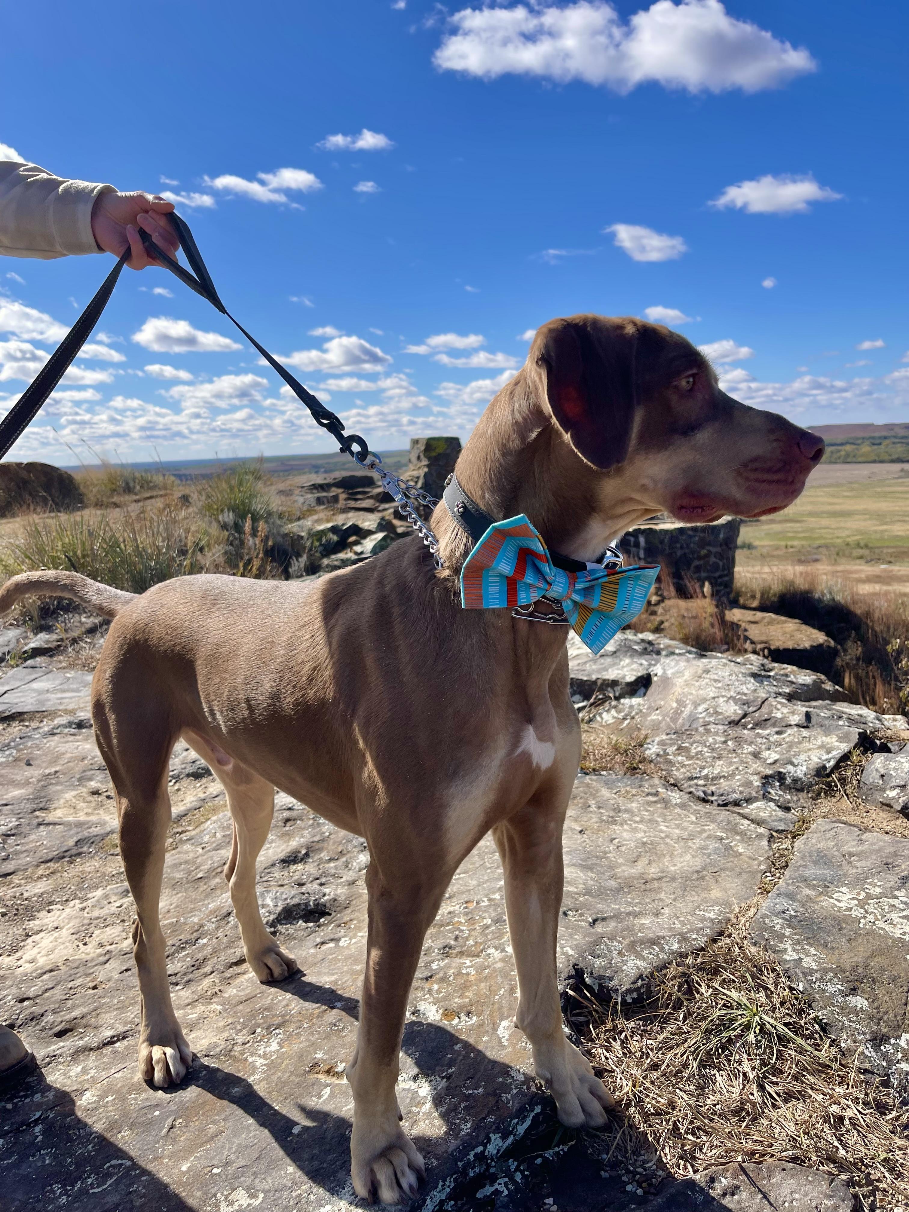Enlarge Beaux, a Adoptable mixed breed in Valley Center, KS image 2/6