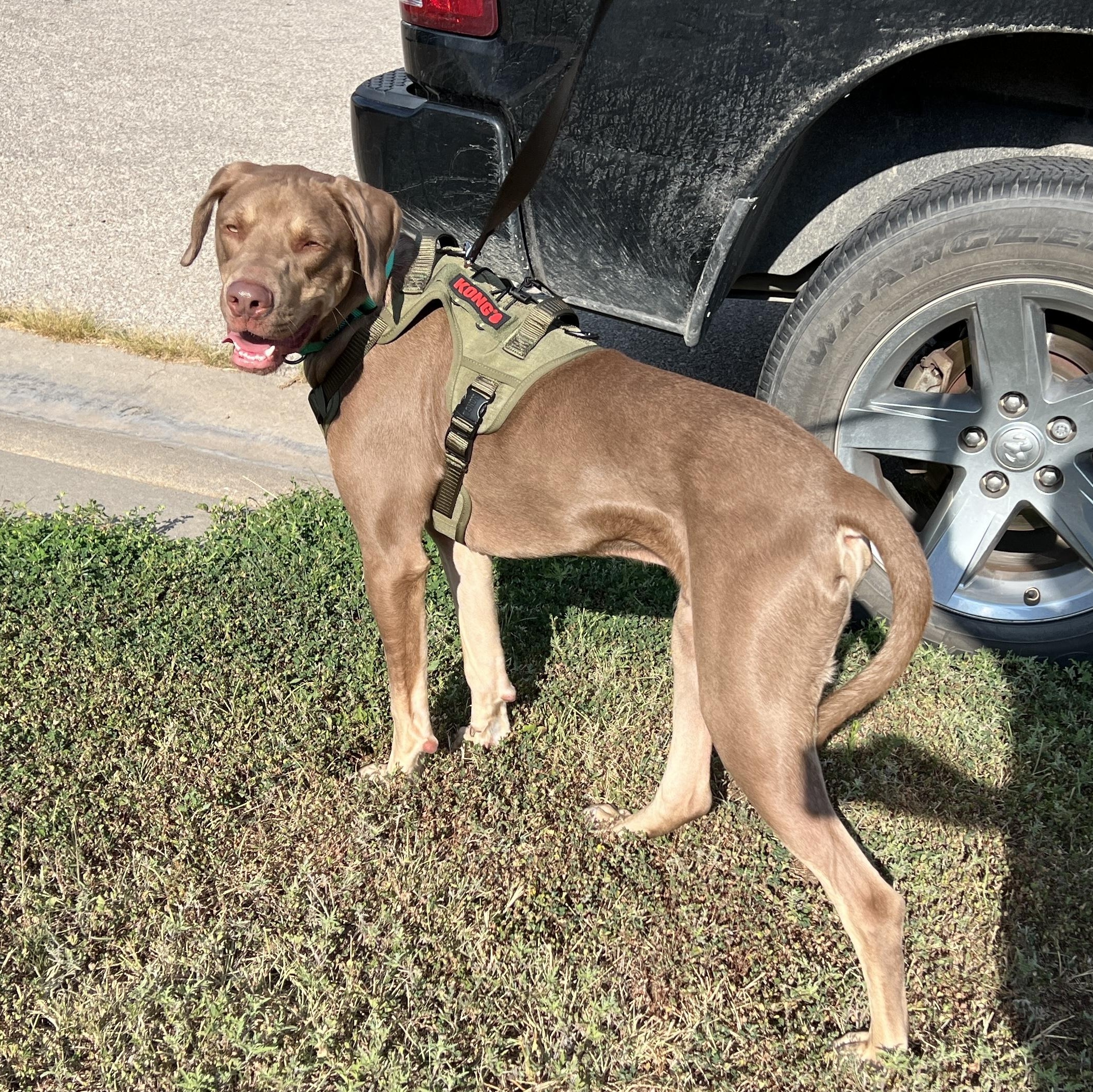 Beaux, a Adoptable mixed breed in Valley Center, KS image 5/6