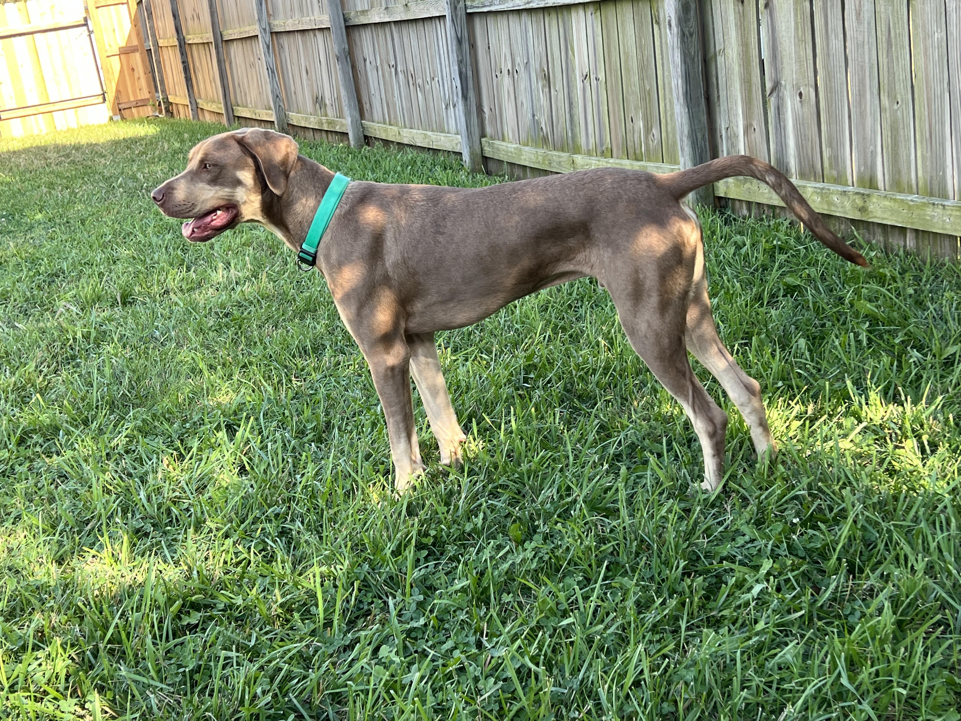 Beaux, a Adoptable mixed breed in Valley Center, KS image 4/6