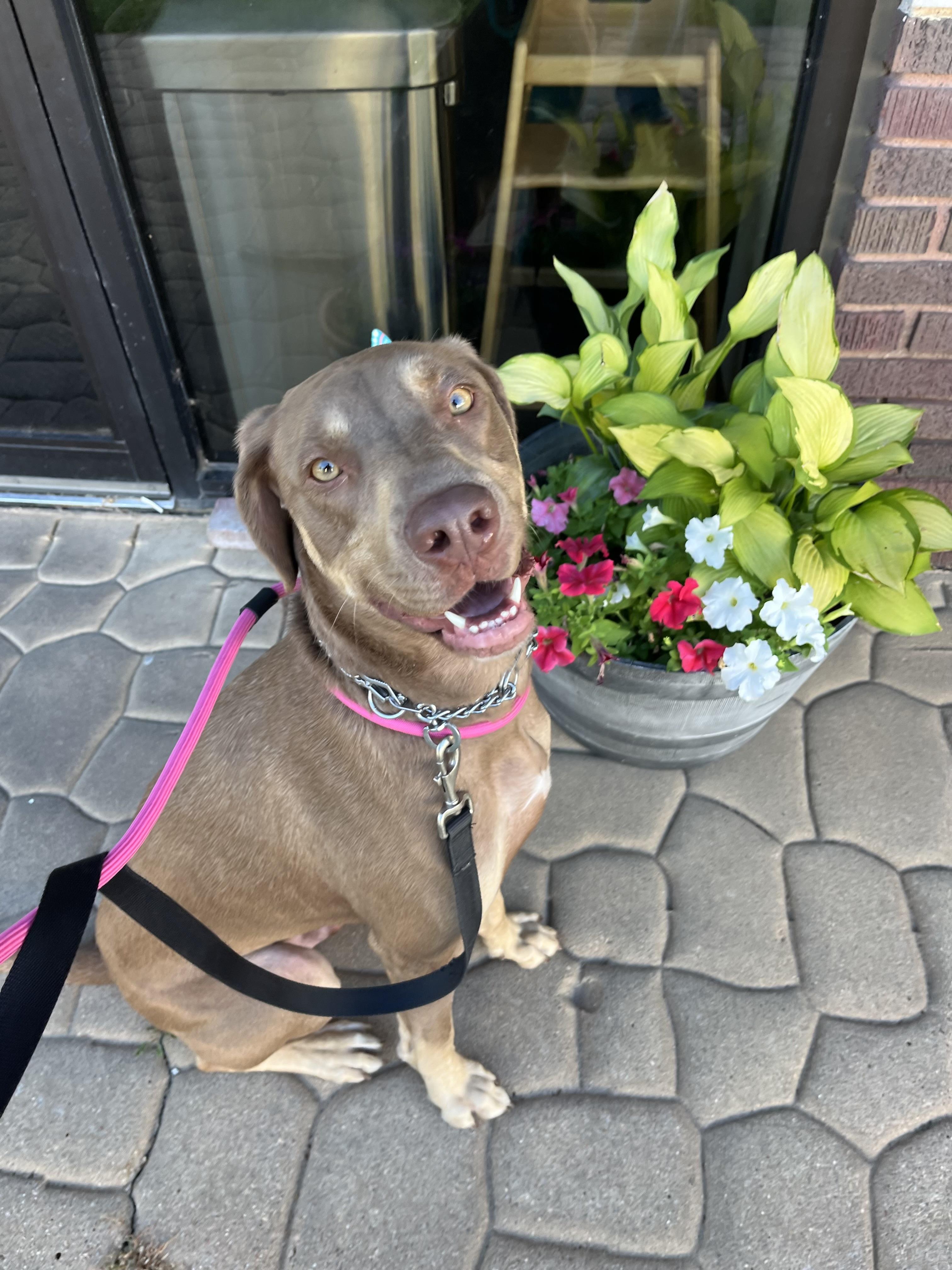 Beaux, Adult Male Doberman Pinscher