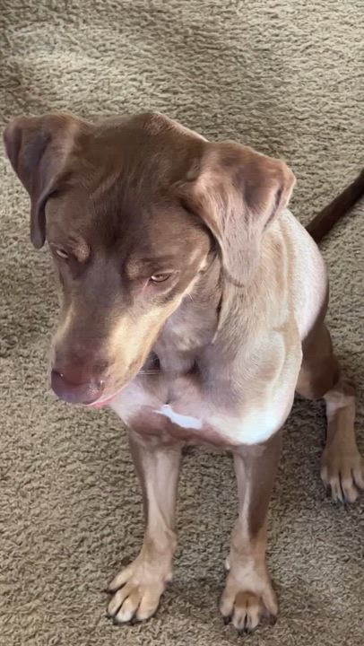 Enlarge Beaux, a Adoptable mixed breed in Valley Center, KS video 6/6