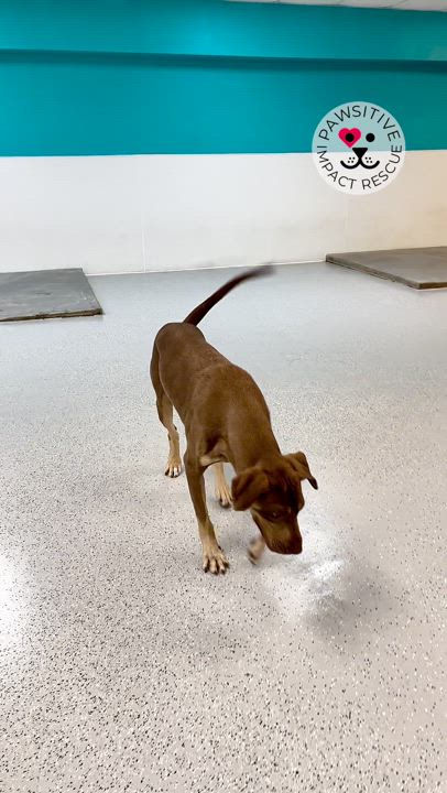 Enlarge Beaux, a Adoptable mixed breed in Valley Center, KS video 2/6