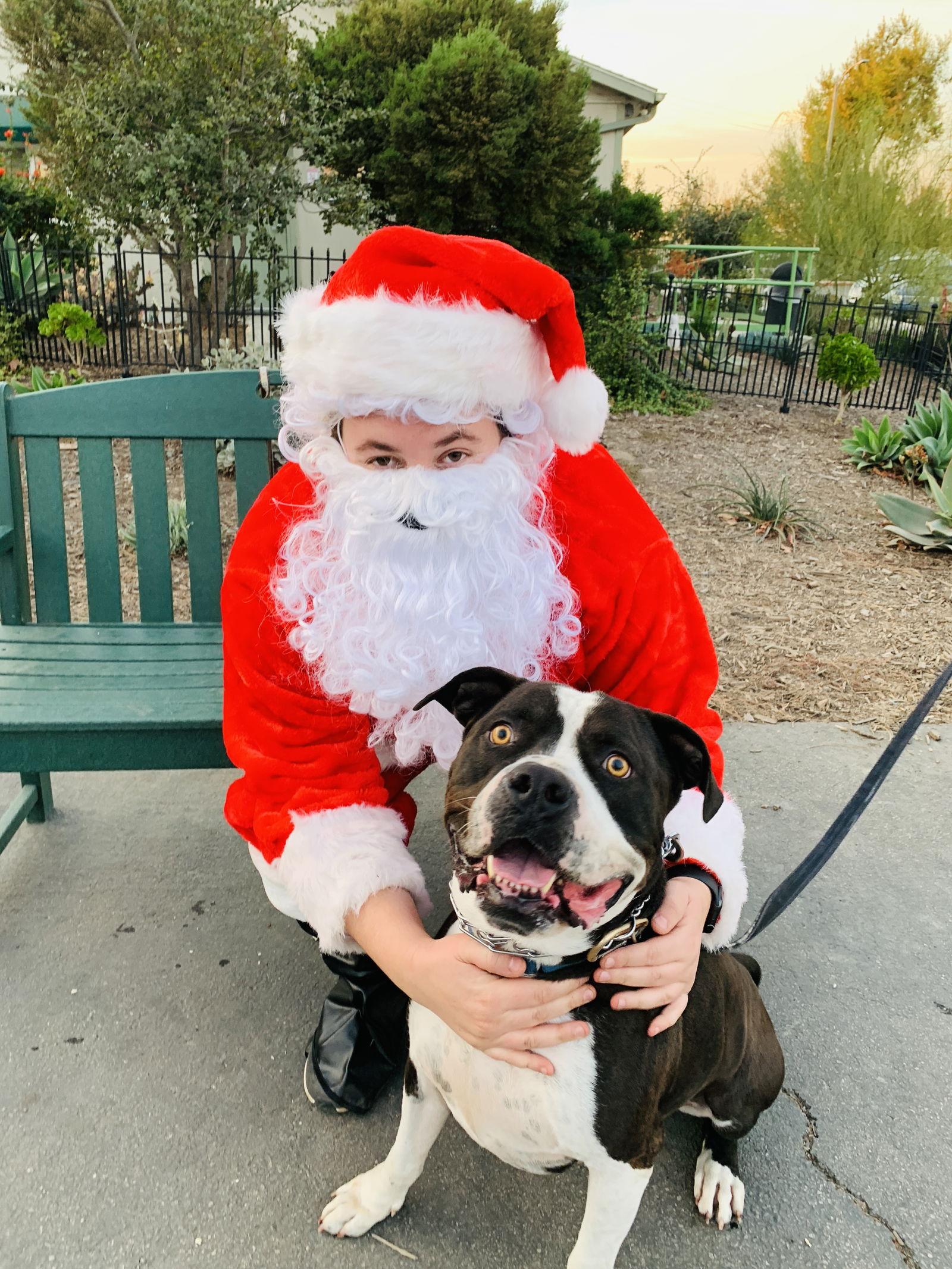 Monte, a Adoptable American Bulldog in Seal Beach, CA image 1/6