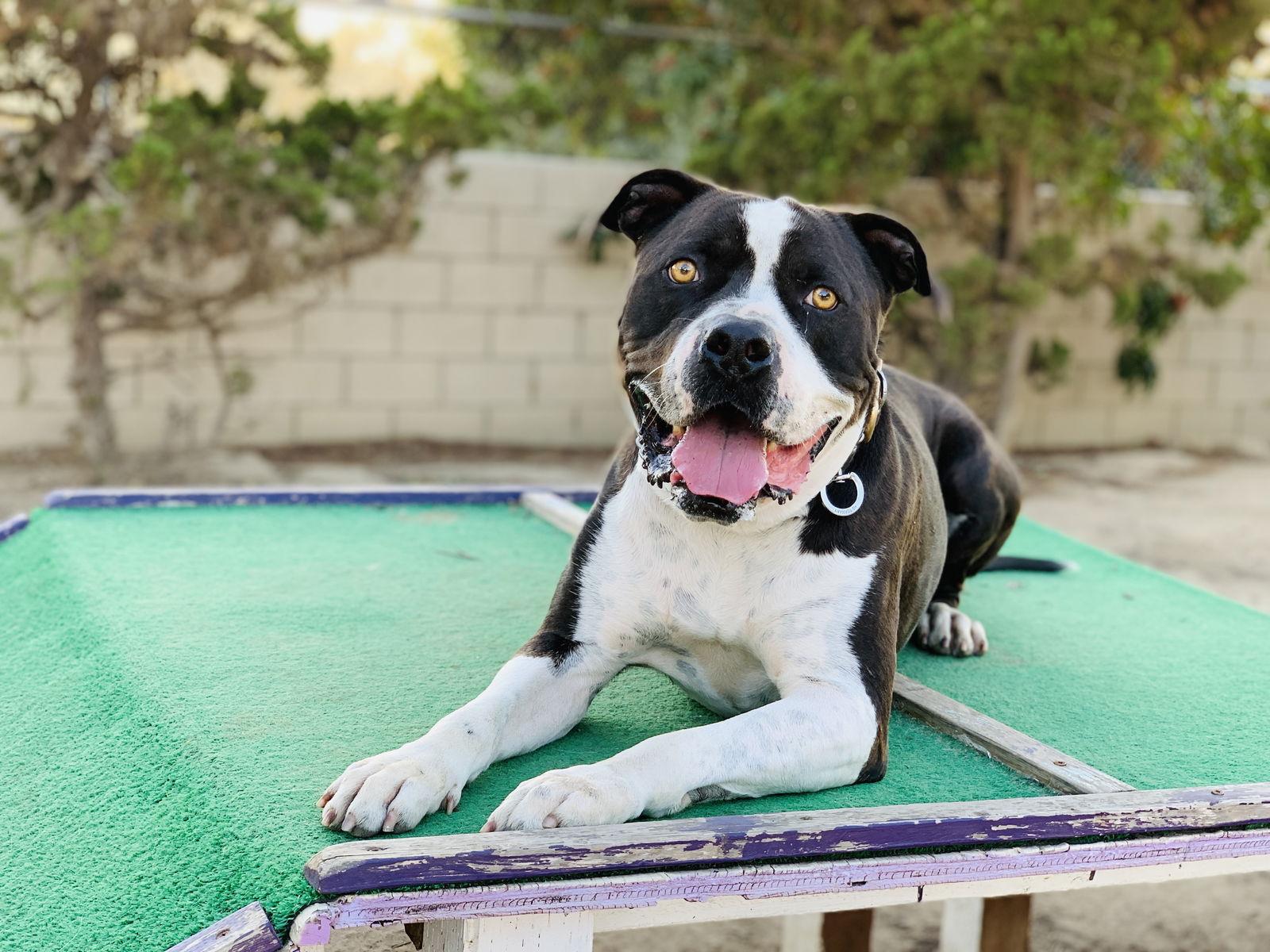 Monte, a Adoptable American Bulldog in Seal Beach, CA image 3/6