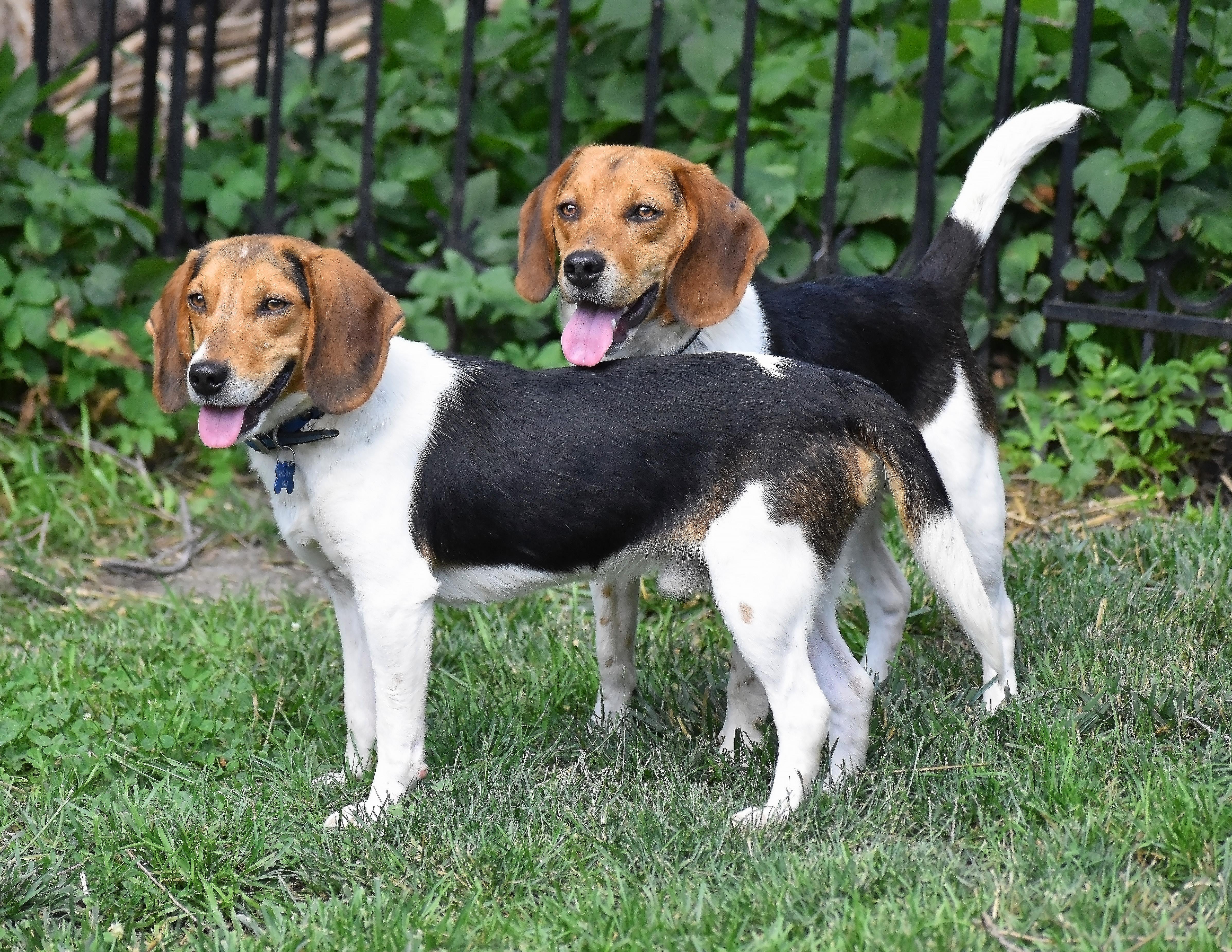 Melvin- Foster or Foster to Adopt Home Needed, a Adoptable Beagle in Wood Dale, IL image 4/6