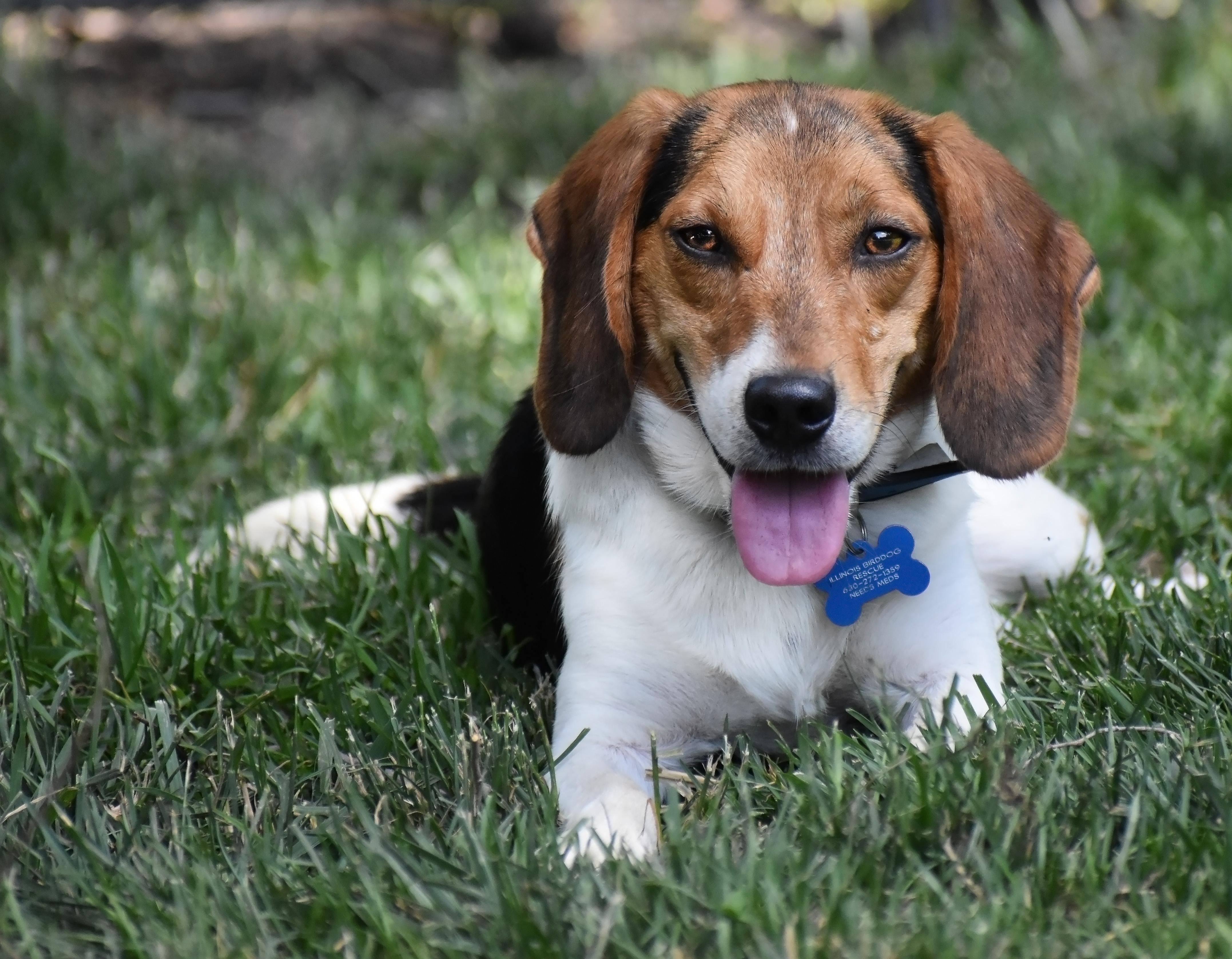 Melvin- Foster or Foster to Adopt Home Needed, a Adoptable Beagle in Wood Dale, IL image 1/6