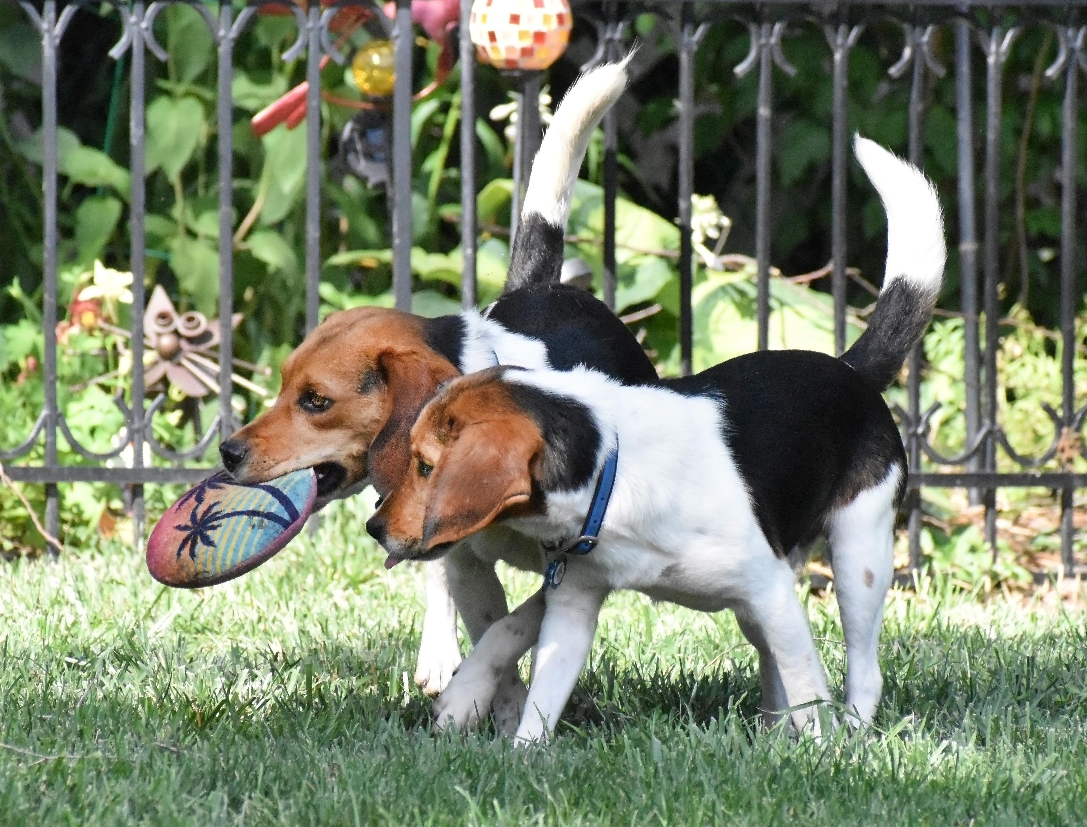 Melvin- Foster or Foster to Adopt Home Needed, a Adoptable Beagle in Wood Dale, IL image 5/6