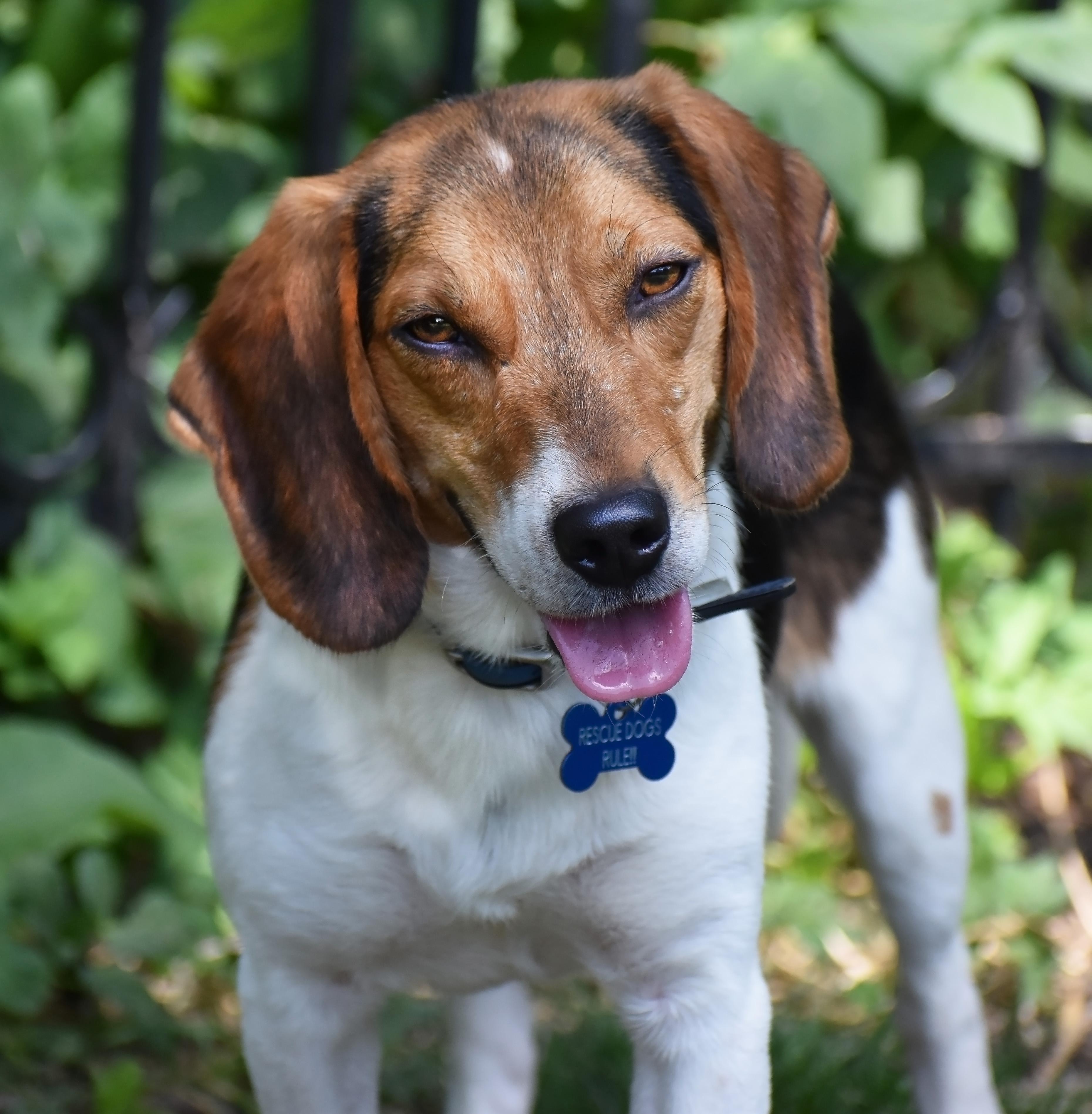 Melvin- Foster or Foster to Adopt Home Needed, a Adoptable Beagle in Wood Dale, IL image 2/6