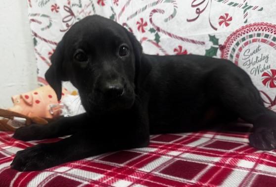 59951657, ADOPTABLE, Young Female Labrador Retriever.
