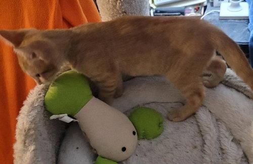 Nugget - PSP, Adopted, Kitten Male Domestic Short Hair.