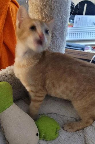 Nugget - PSP, a Adopted Domestic Short Hair in Oakland Park, FL image 2/2