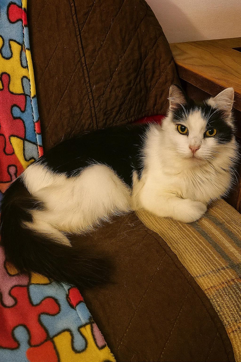 Terri the Air B & B Cat, a Adoptable mixed breed in Houston, TX image 4/4