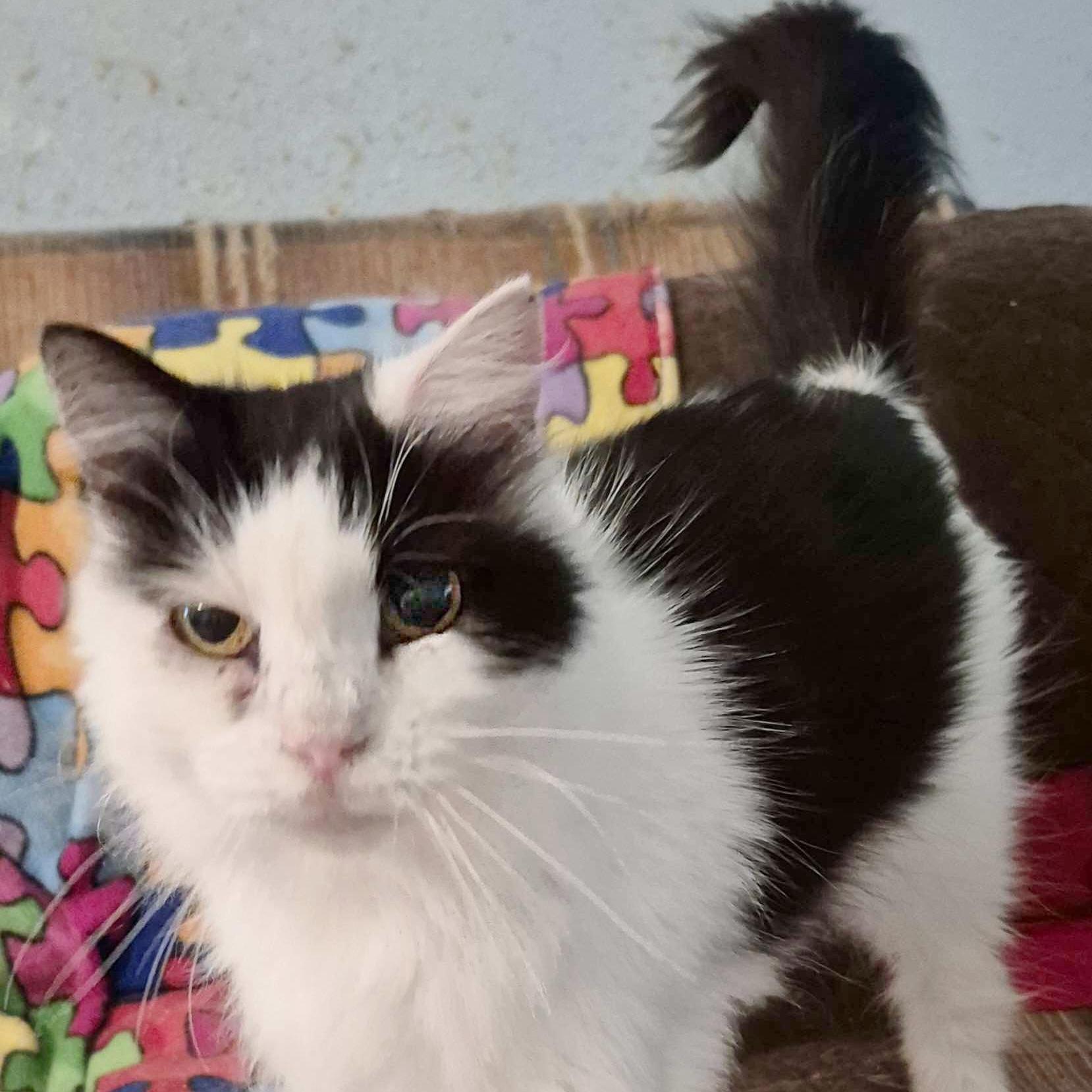 Terri the Air B & B Cat