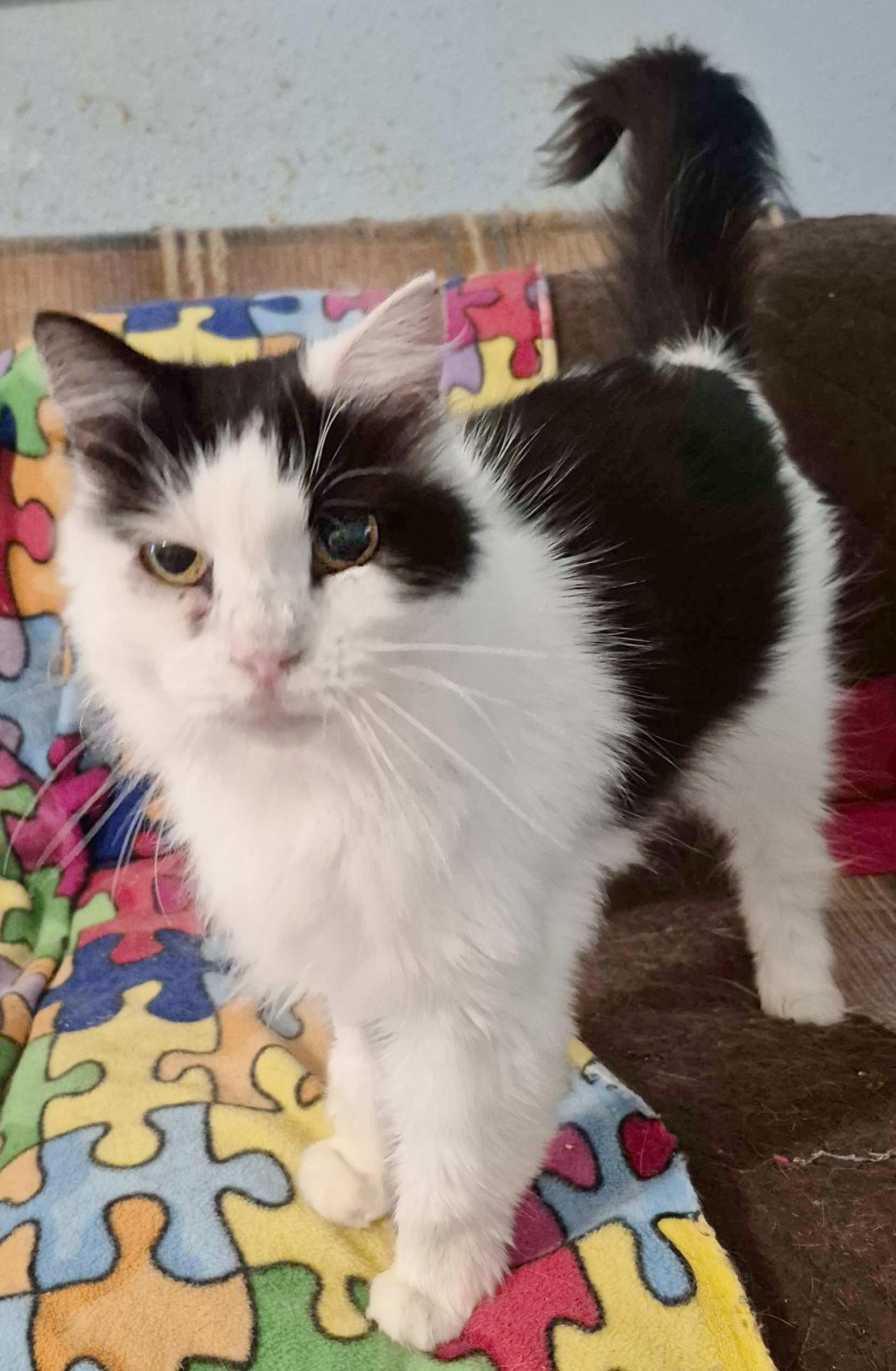 Terri the Air B & B Cat