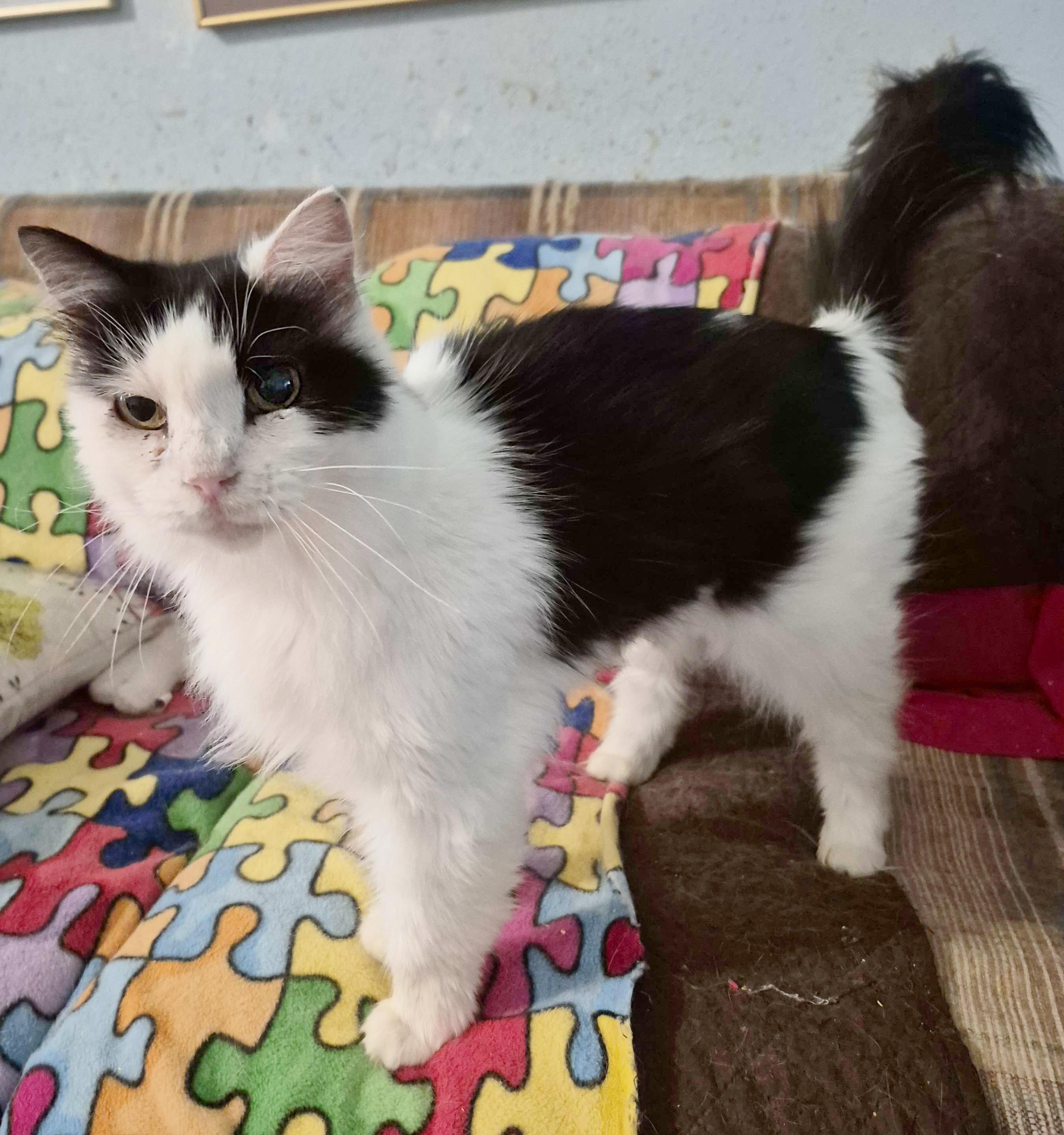 Terri the Air B & B Cat, a Adoptable mixed breed in Houston, TX image 3/4