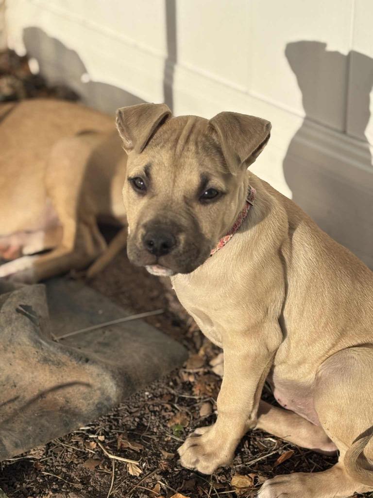 Enlarge #6 Rain, a Adoptable mixed breed image 1/1