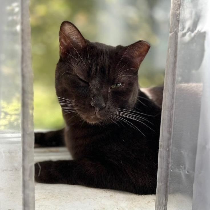 Sasha, a Adoptable mixed breed in Scranton, PA image 3/5