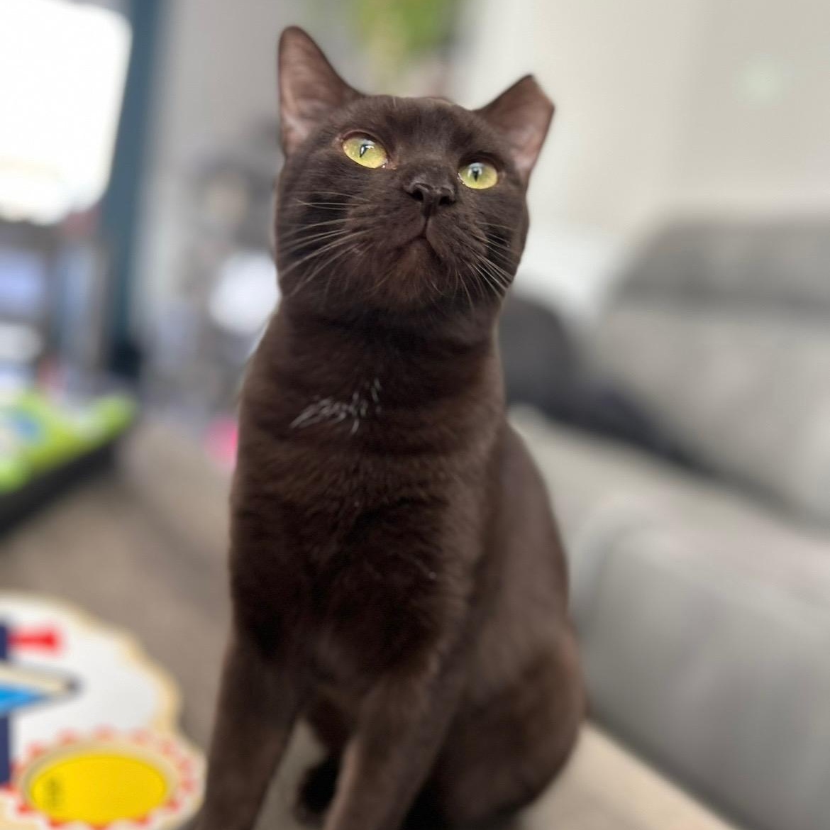 Sasha, Adoptable, Adult Female Domestic Short Hair.