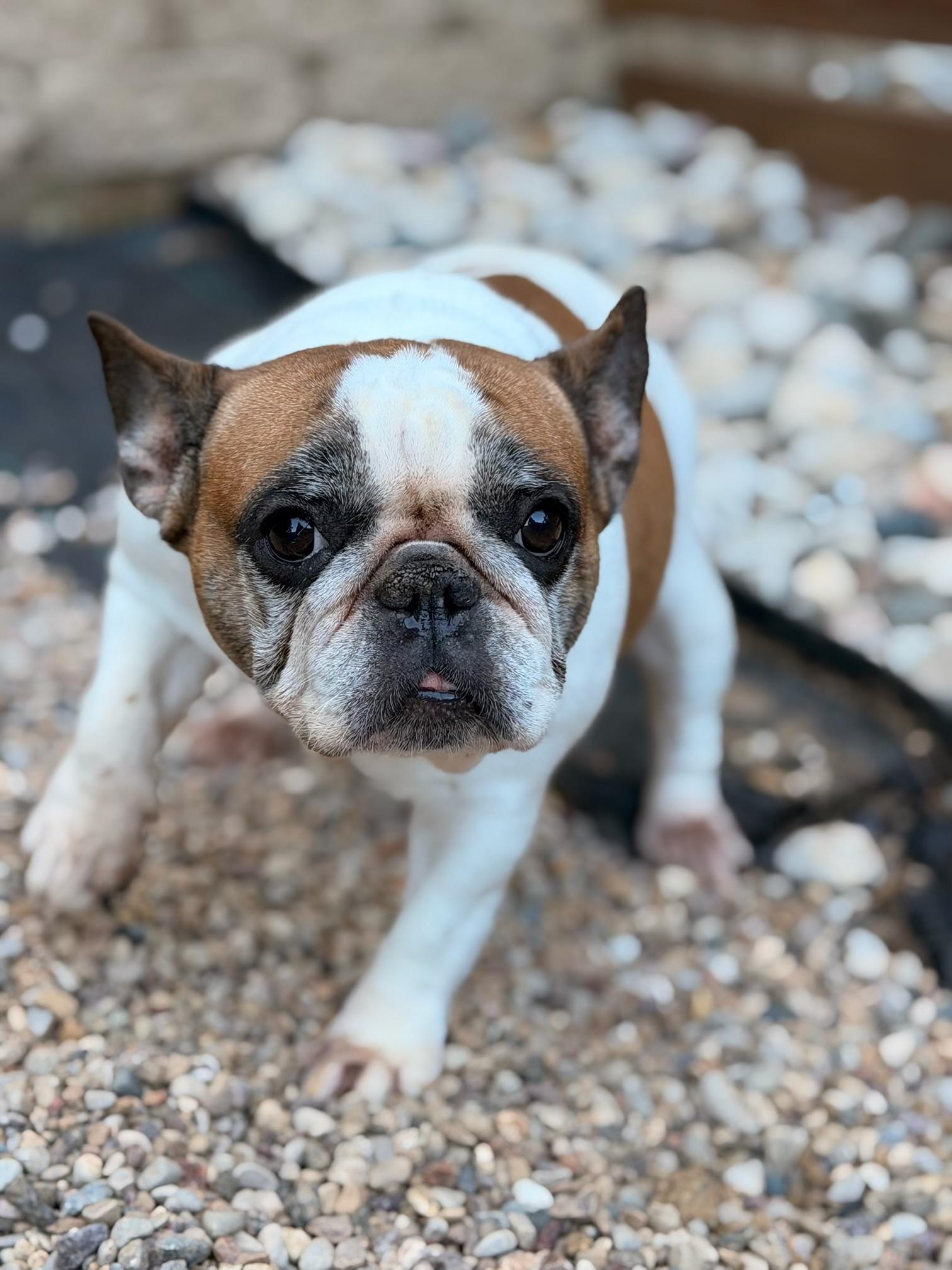 Dotty, ADOPTABLE, Adult Female French Bulldog.