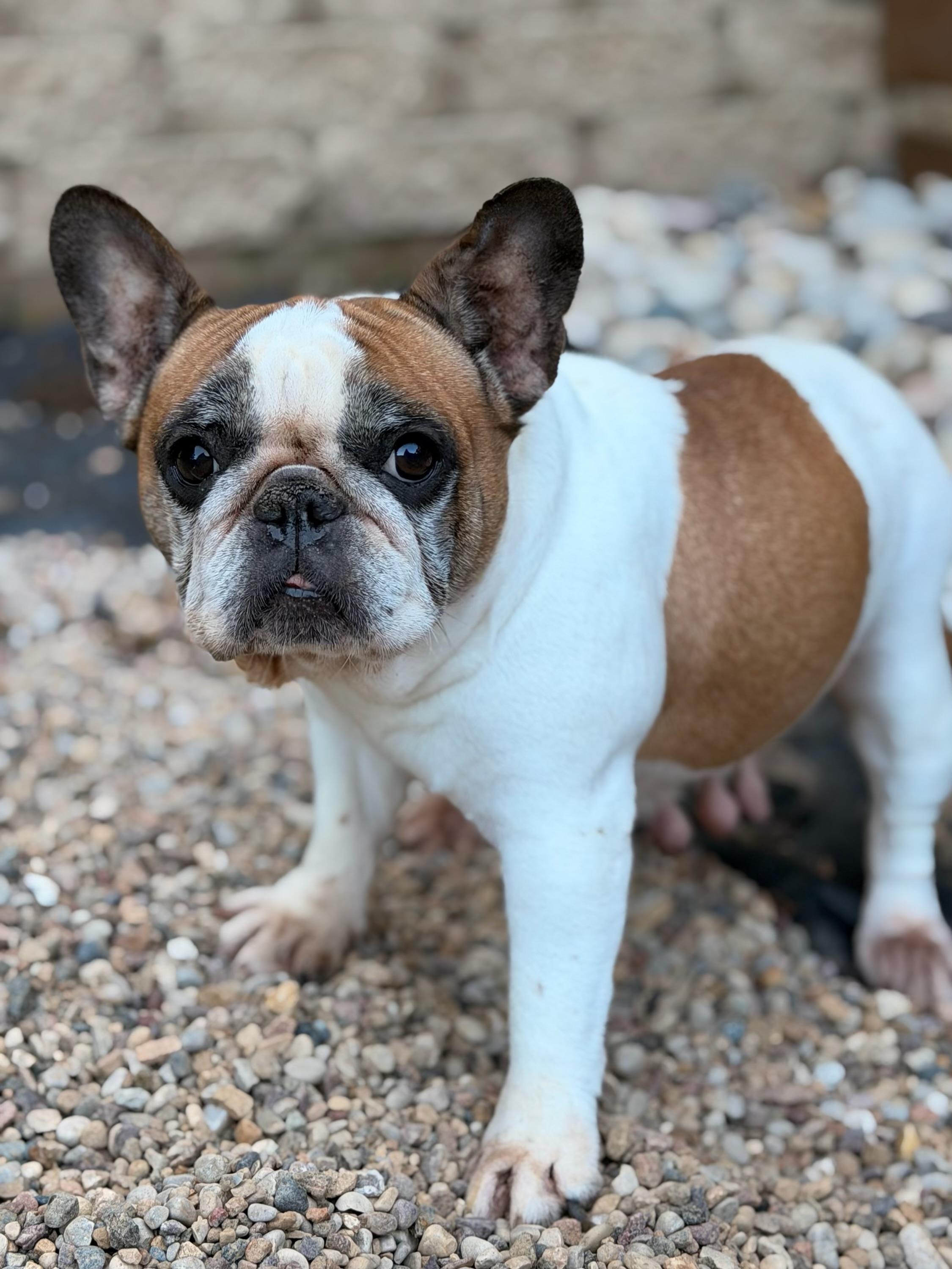Dotty, a ADOPTABLE French Bulldog in North Freedom, WI image 2/3
