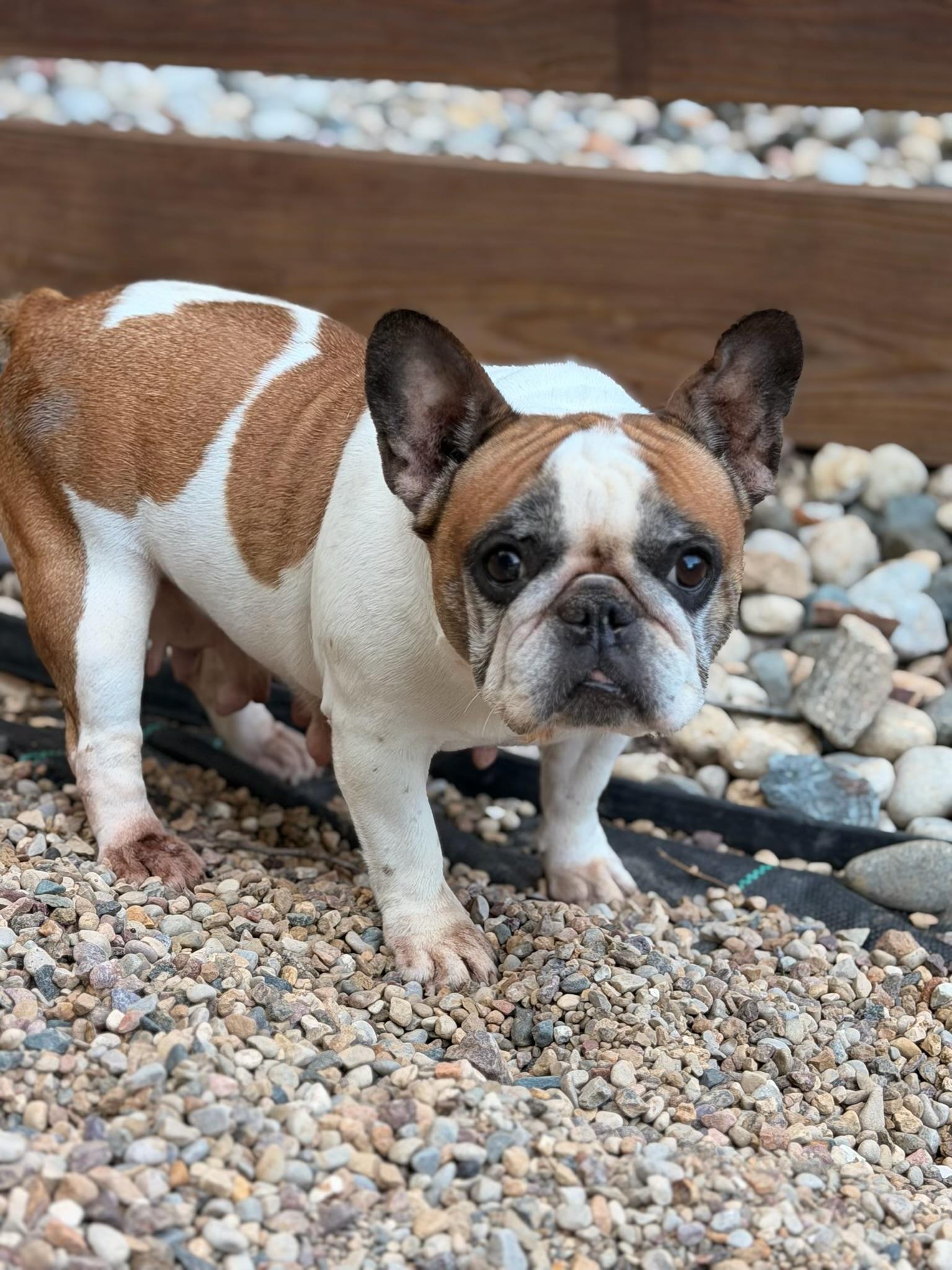 Dotty, a ADOPTABLE French Bulldog in North Freedom, WI image 3/3