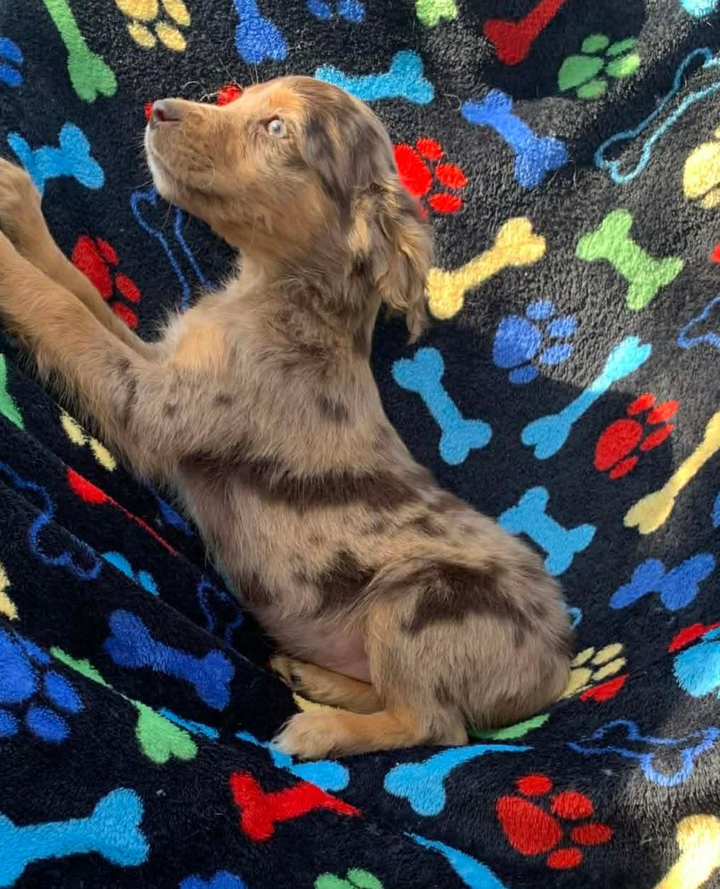 Enlarge Lammie, an adopted mixed breed in Campton, KY image 6/6