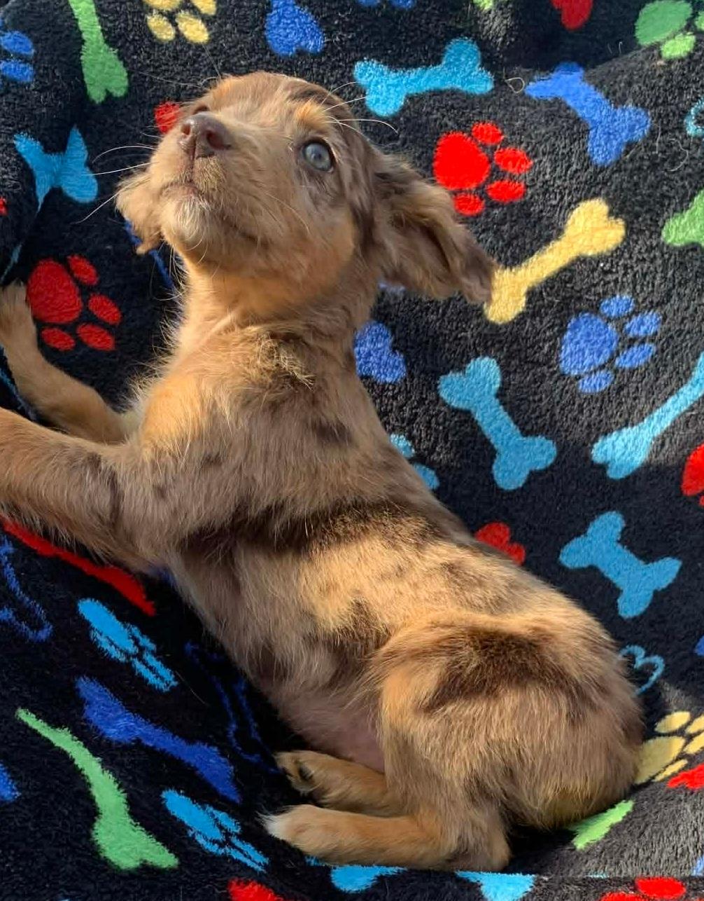 Enlarge Lammie, an adopted mixed breed in Campton, KY image 3/6