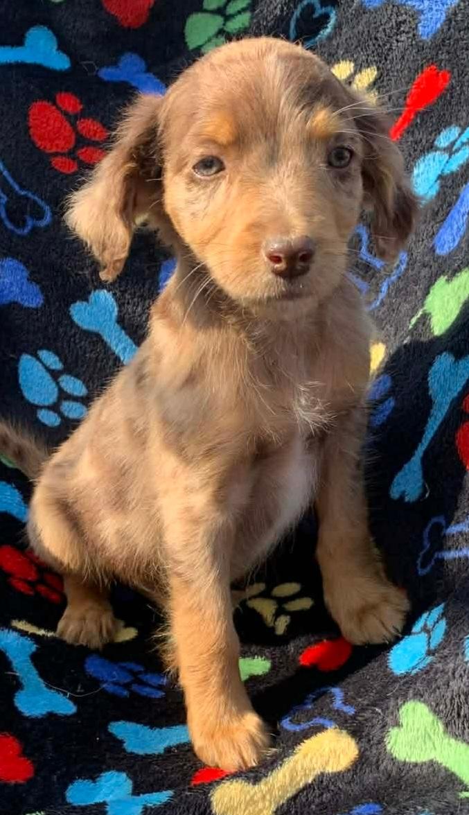 Enlarge Lammie, an adopted mixed breed in Campton, KY image 4/6