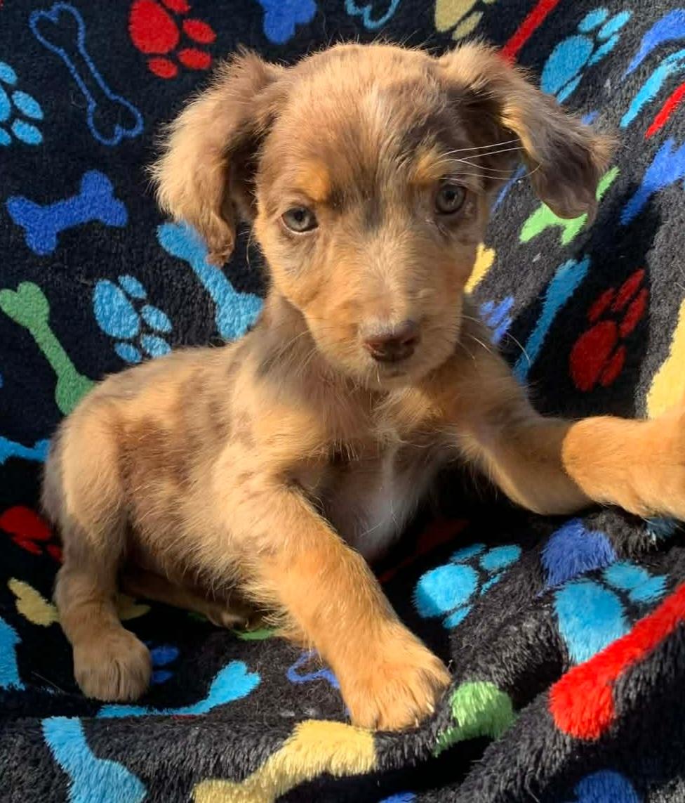 Enlarge Lammie, an adopted mixed breed in Campton, KY image 1/6