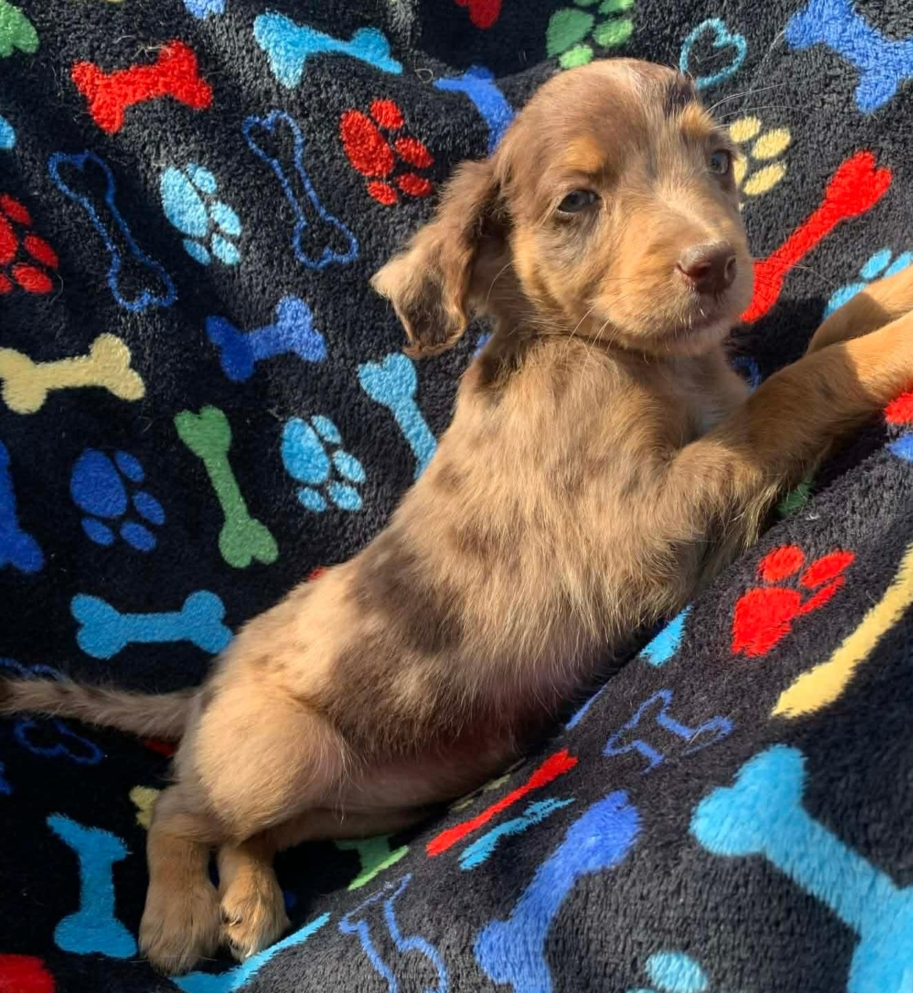 Enlarge Lammie, an adopted mixed breed in Campton, KY image 2/6