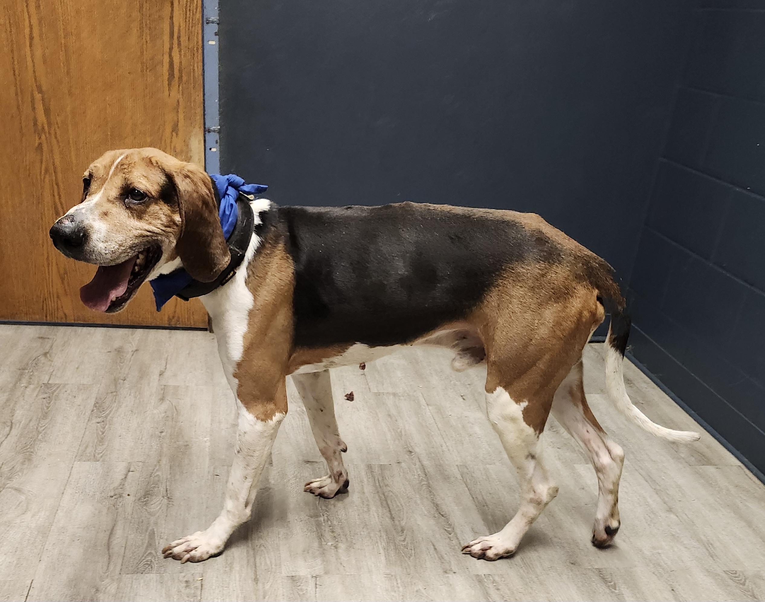 Cody, Adult Male Treeing Walker Coonhound