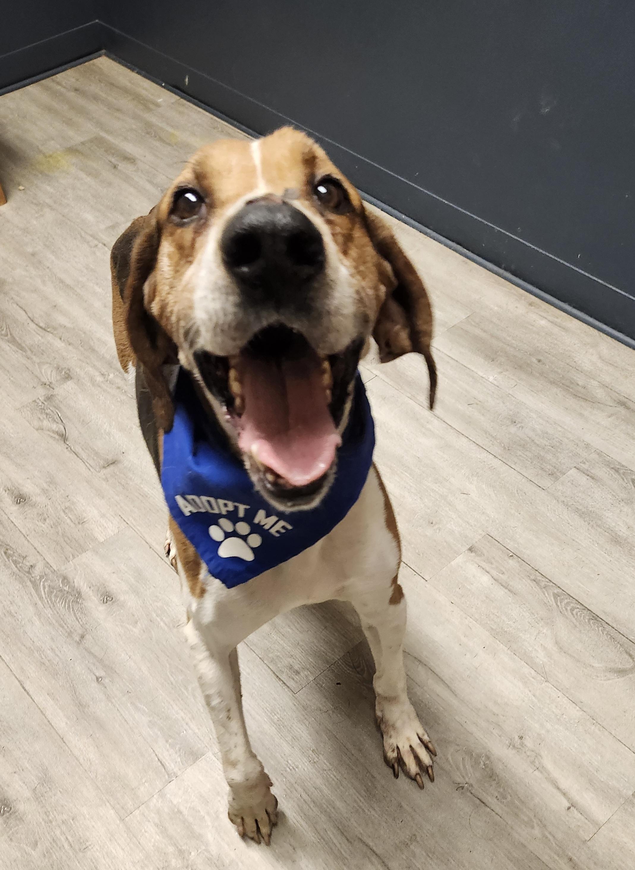 Enlarge Cody, a Adoptable Treeing Walker Coonhound in Mansfield, OH image 2/4