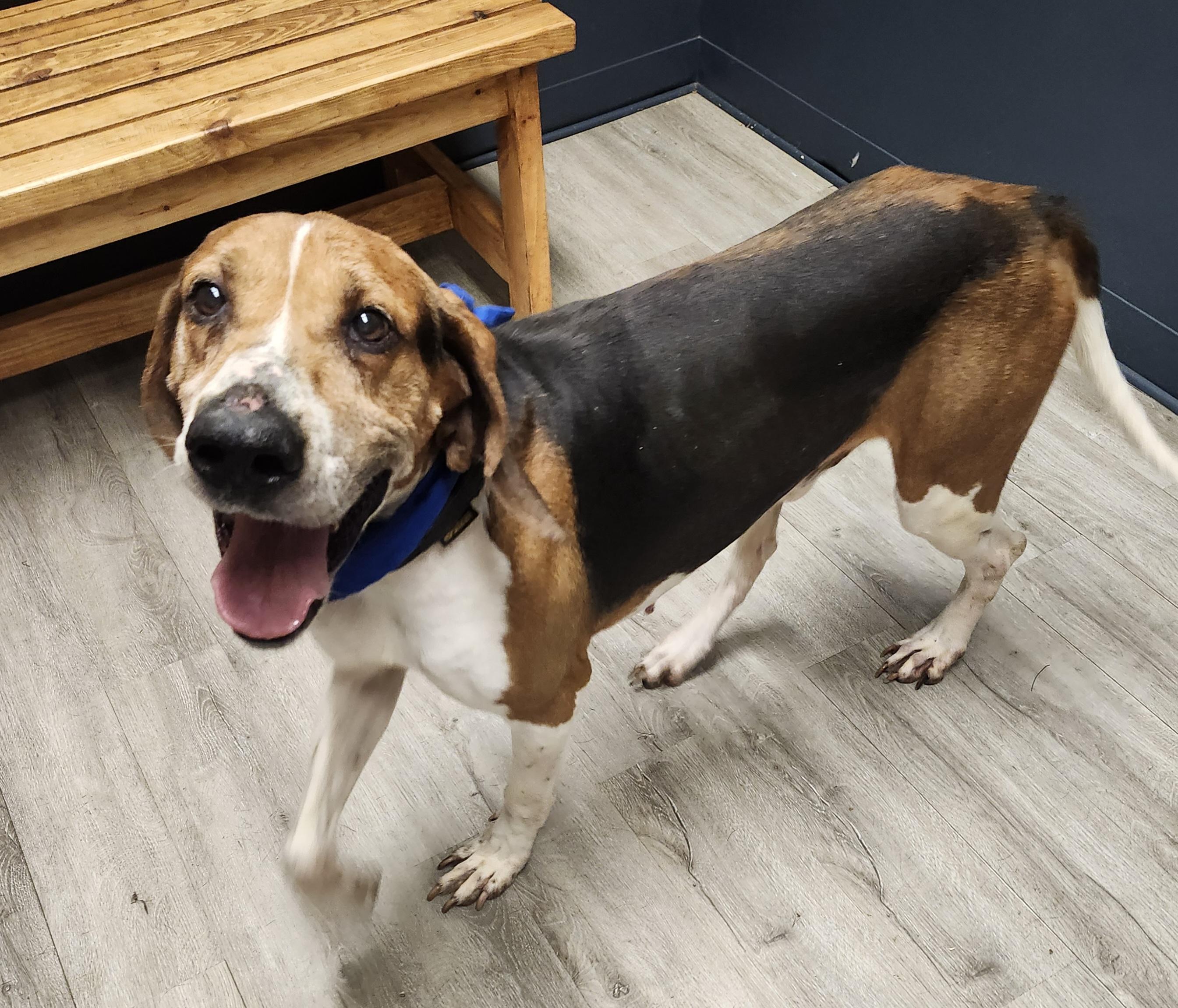 Enlarge Cody, a Adoptable Treeing Walker Coonhound in Mansfield, OH image 3/4