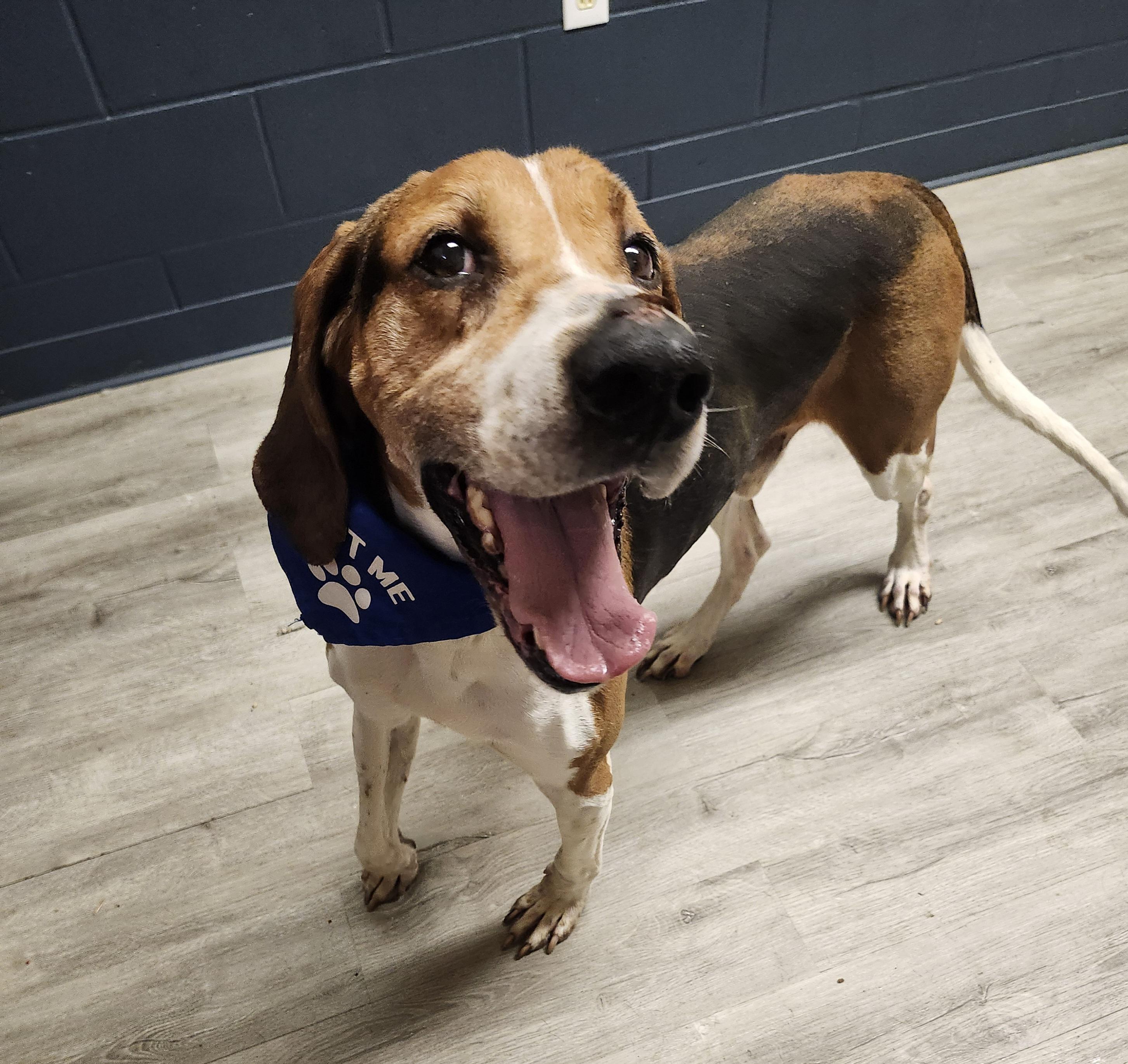 Enlarge Cody, a Adoptable Treeing Walker Coonhound in Mansfield, OH image 4/4