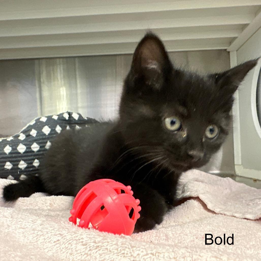 Bold, a Adoptable mixed breed in Madisonville, TN image 3/5