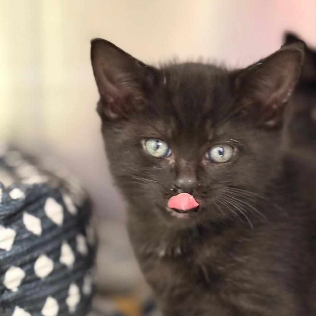 Bold, a Adoptable mixed breed in Madisonville, TN image 4/5