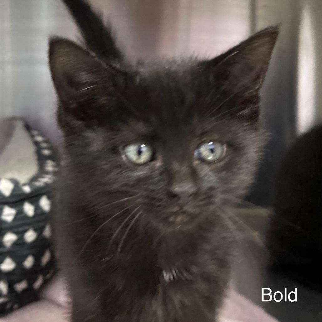 Bold, a Adoptable mixed breed in Madisonville, TN image 5/5