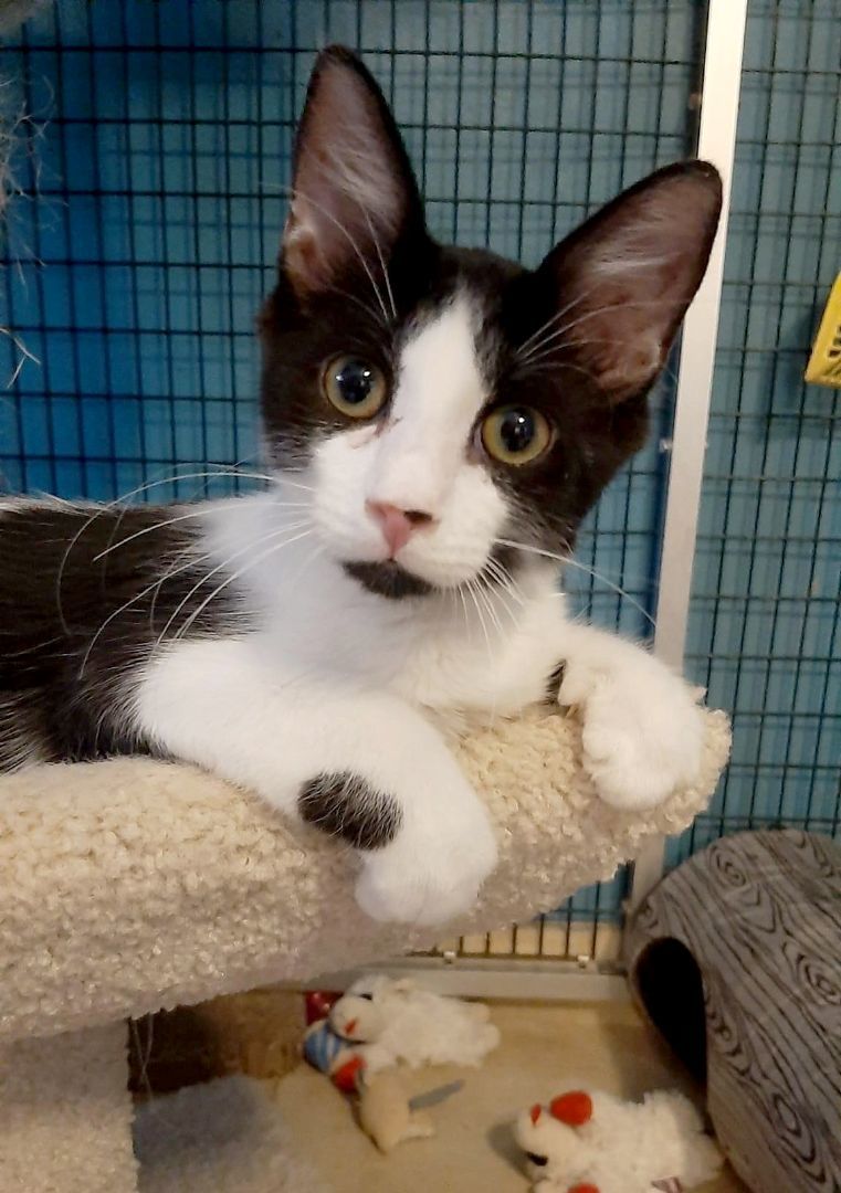 Captain Crunch, a Adoptable Domestic Medium Hair in Deerfield Beach, FL image 4/4