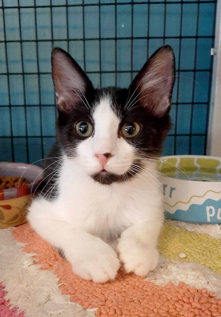 Captain Crunch, a Adoptable Domestic Medium Hair in Deerfield Beach, FL image 1/4