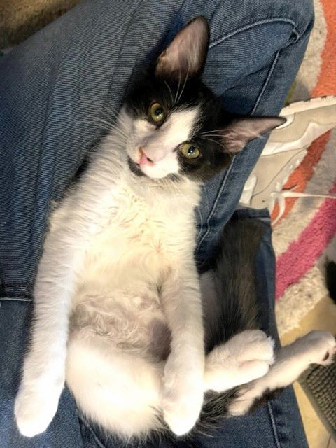 Captain Crunch, a Adoptable Domestic Medium Hair in Deerfield Beach, FL image 2/4