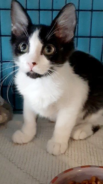 Captain Crunch, a Adoptable Domestic Medium Hair in Deerfield Beach, FL image 3/4