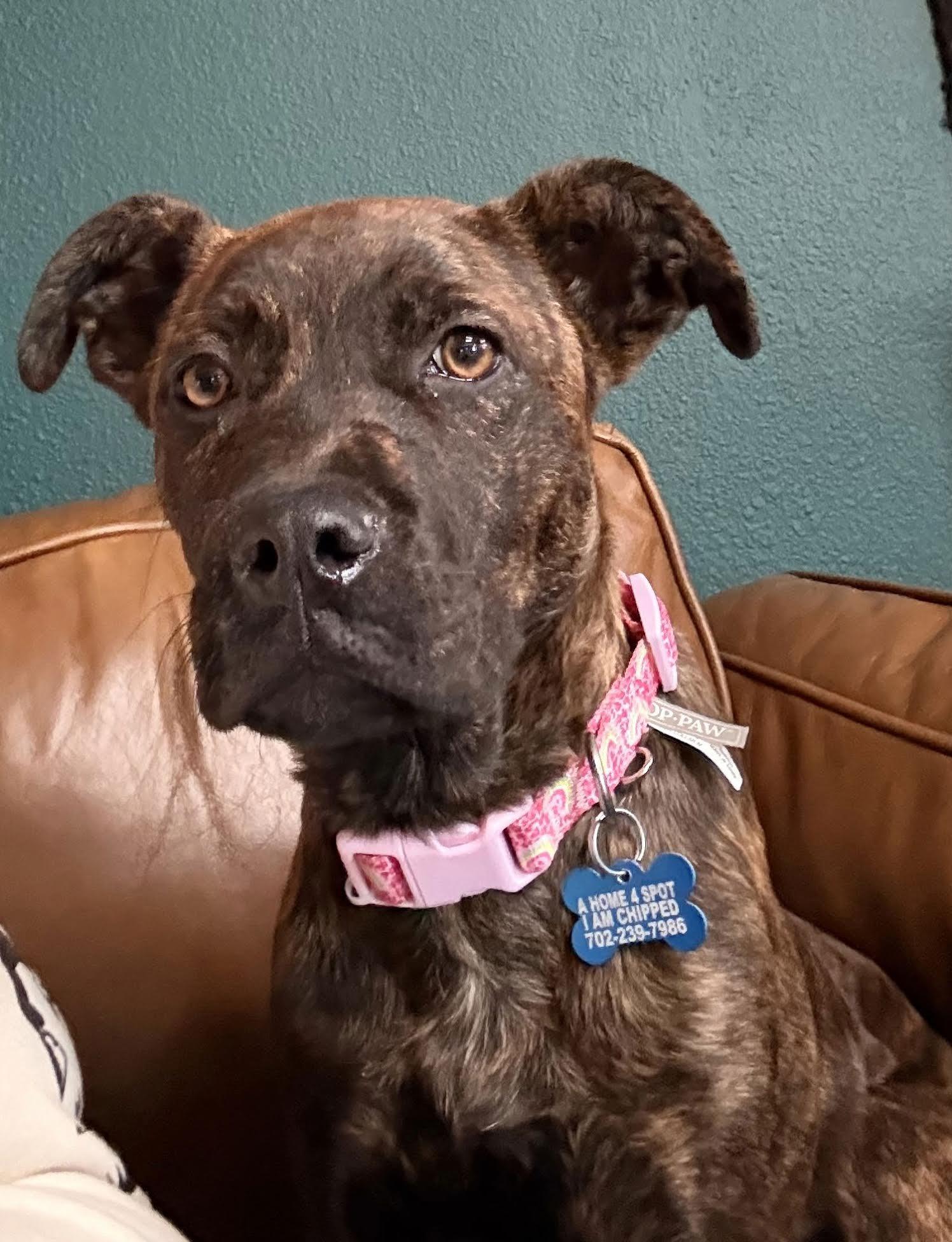 Zev, an adopted mixed breed in Las Vegas, NV image 3/3