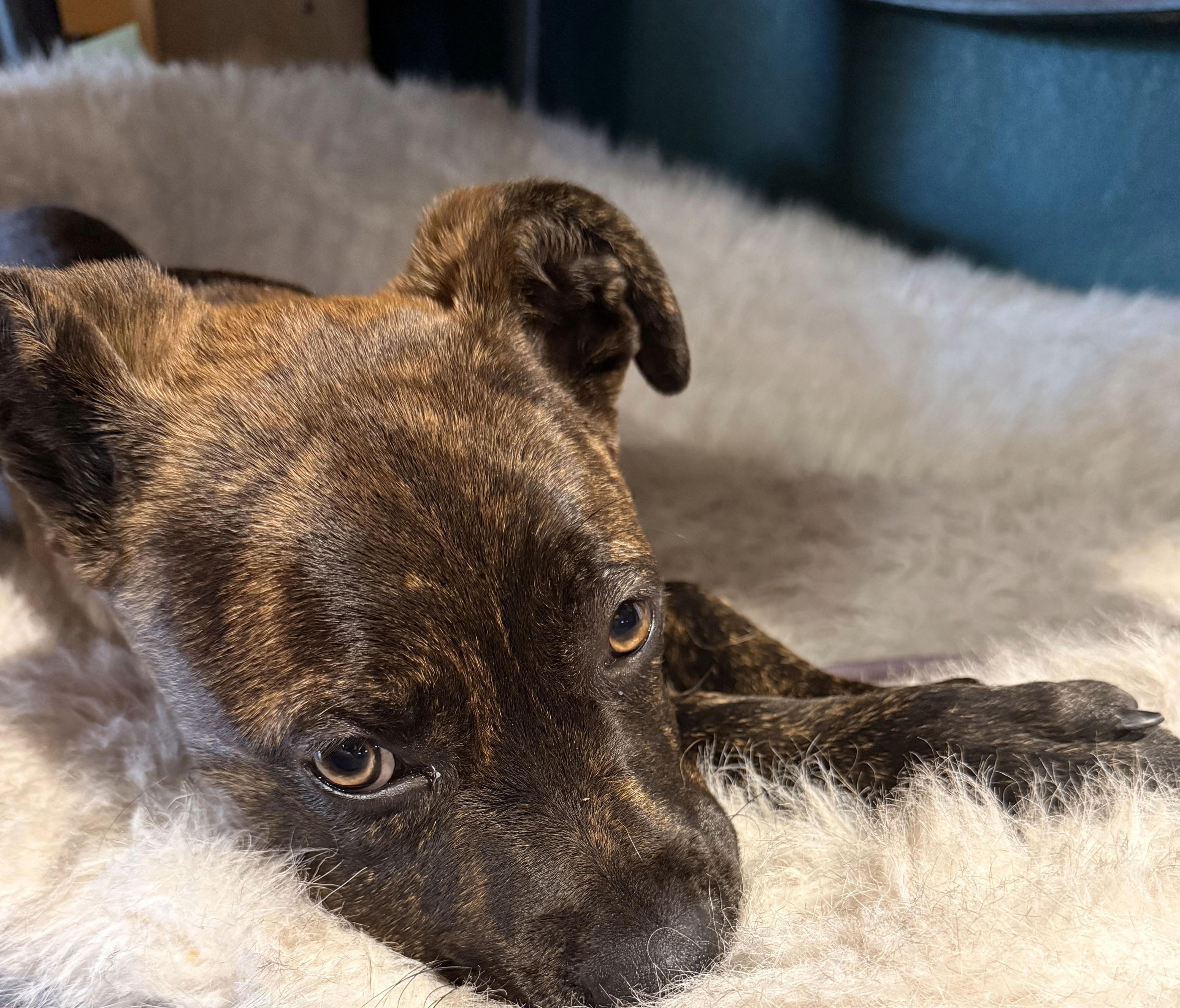 Zev, an adopted mixed breed in Las Vegas, NV image 2/3