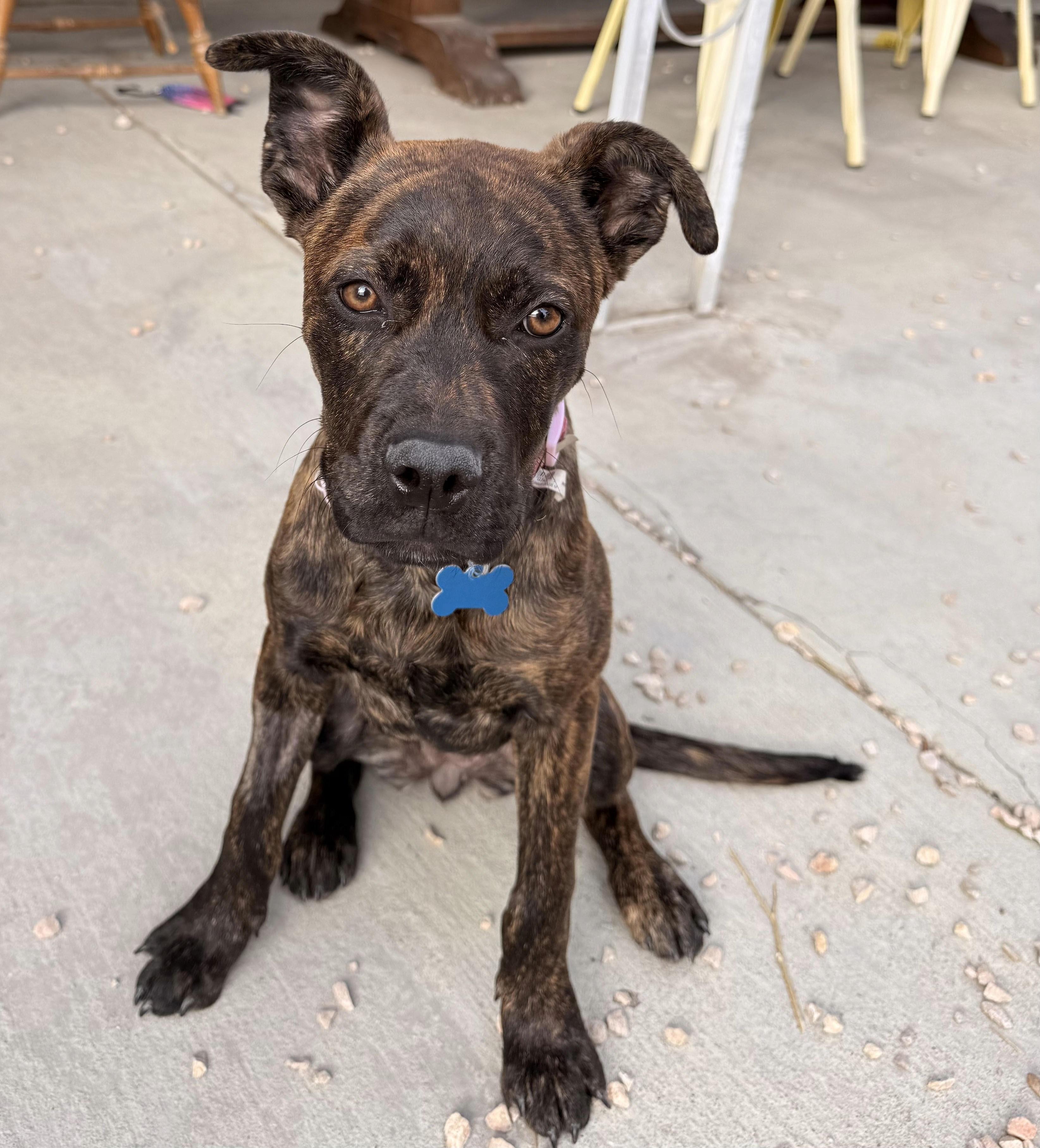 Zev, adopted, Young Female Boxer.